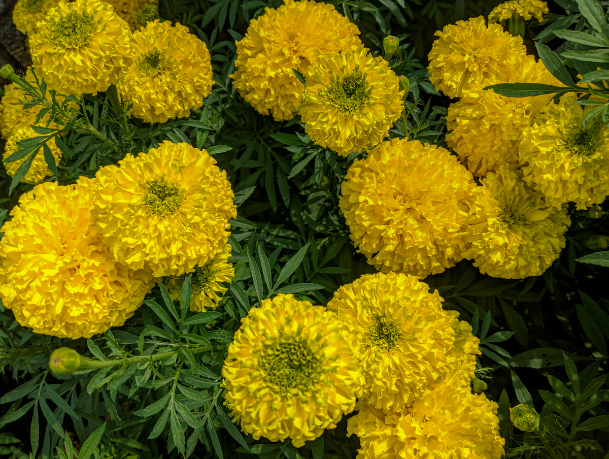 菊花有没有香味？最常见的品种有哪些400字