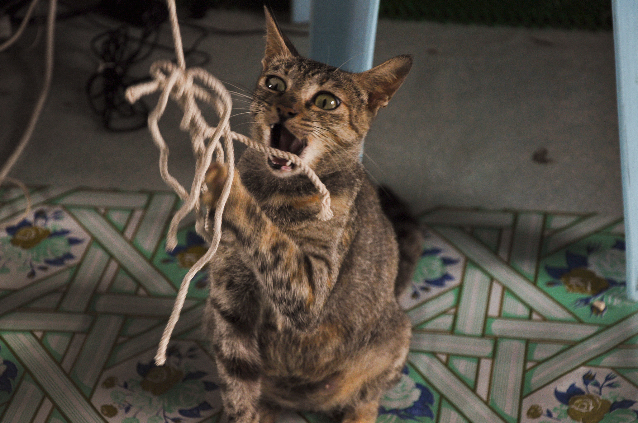 猫为什么能爬树？简单幽默的答案！