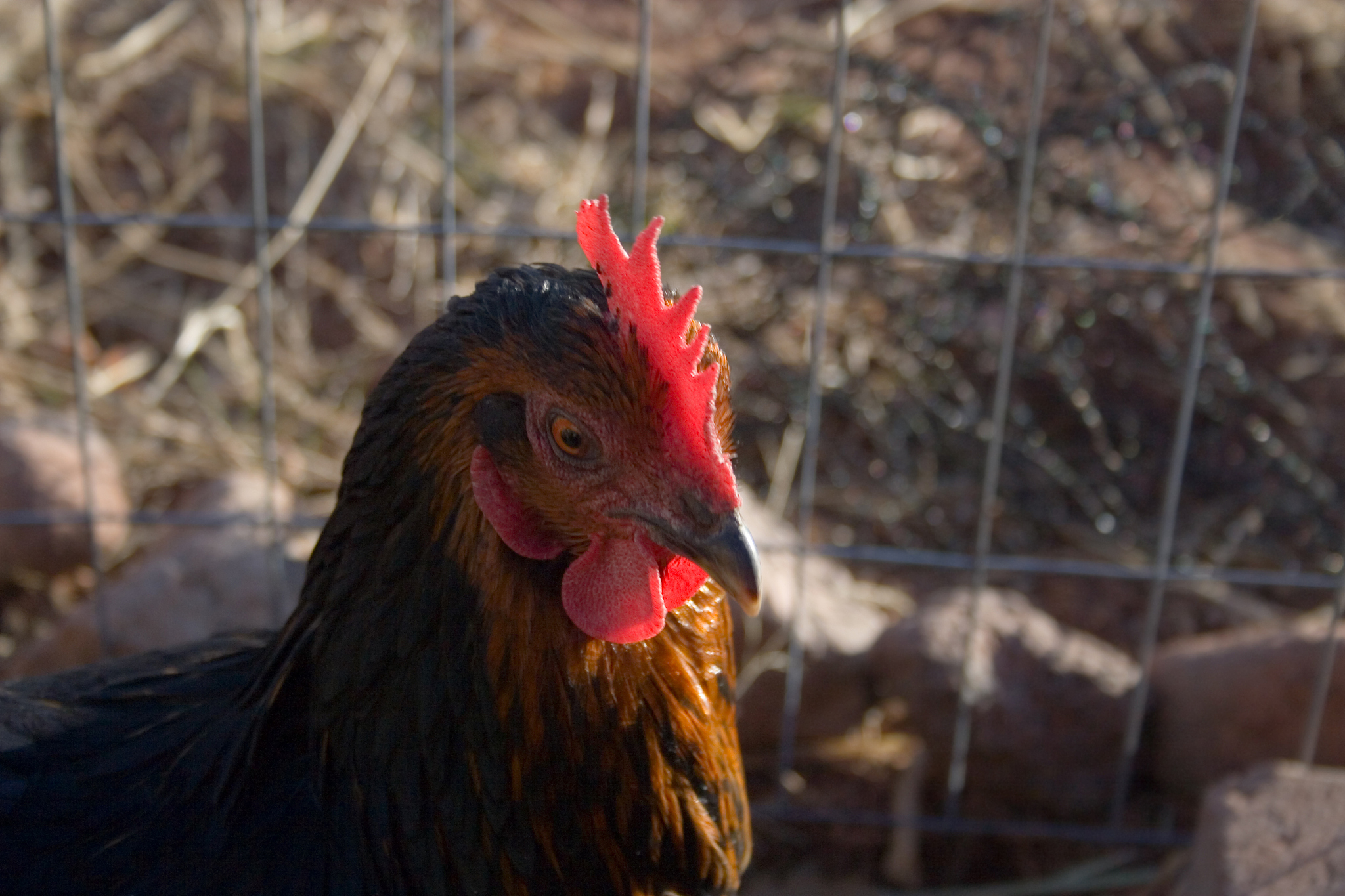 the chicken