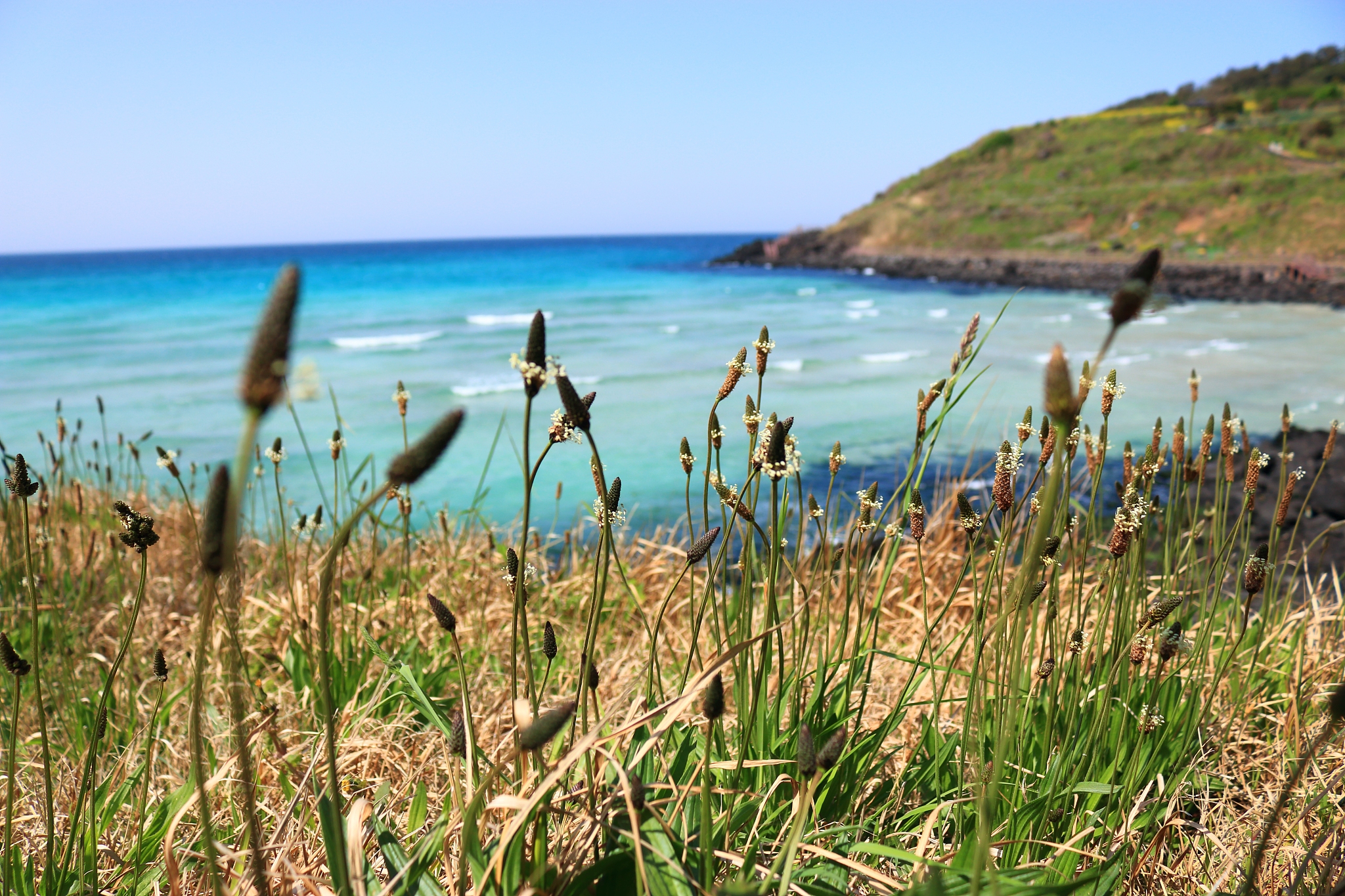 hamdeok beach, beaches, west wu bon, wildflower, flowers, horses
