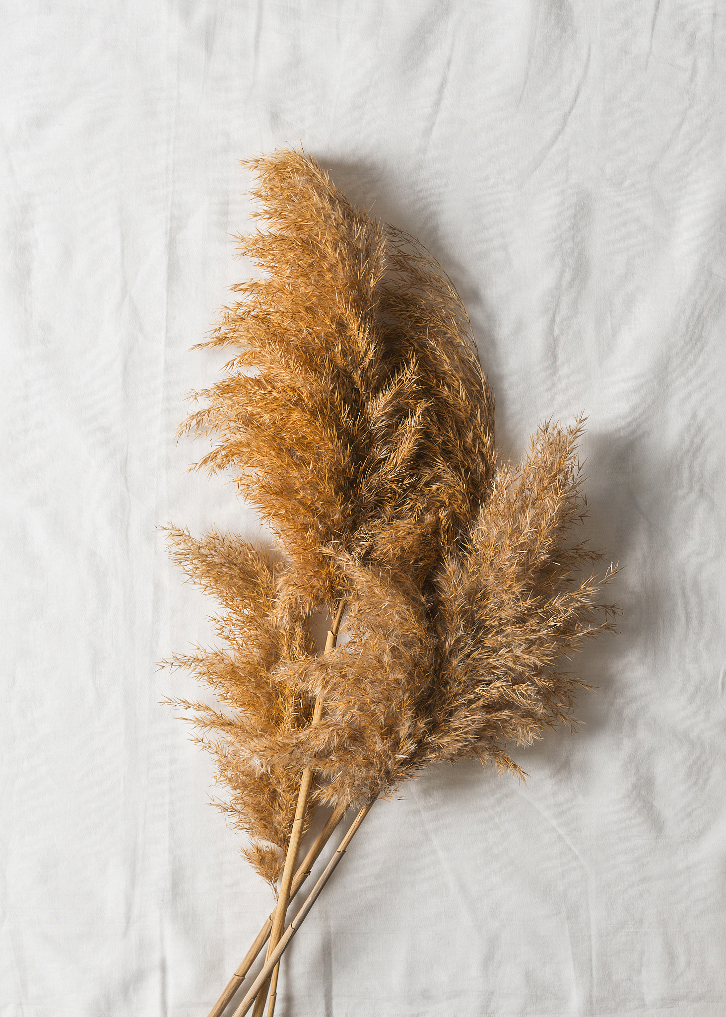 pampas grass on white texture textile, autumn mood flat lay