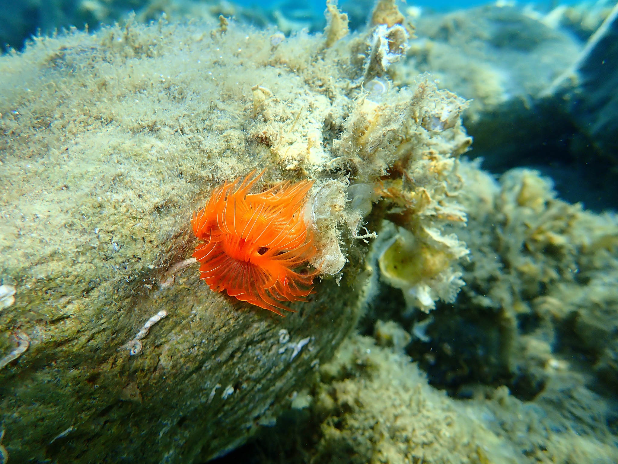 polychaeta (protula tubularia) undersea, aegean sea