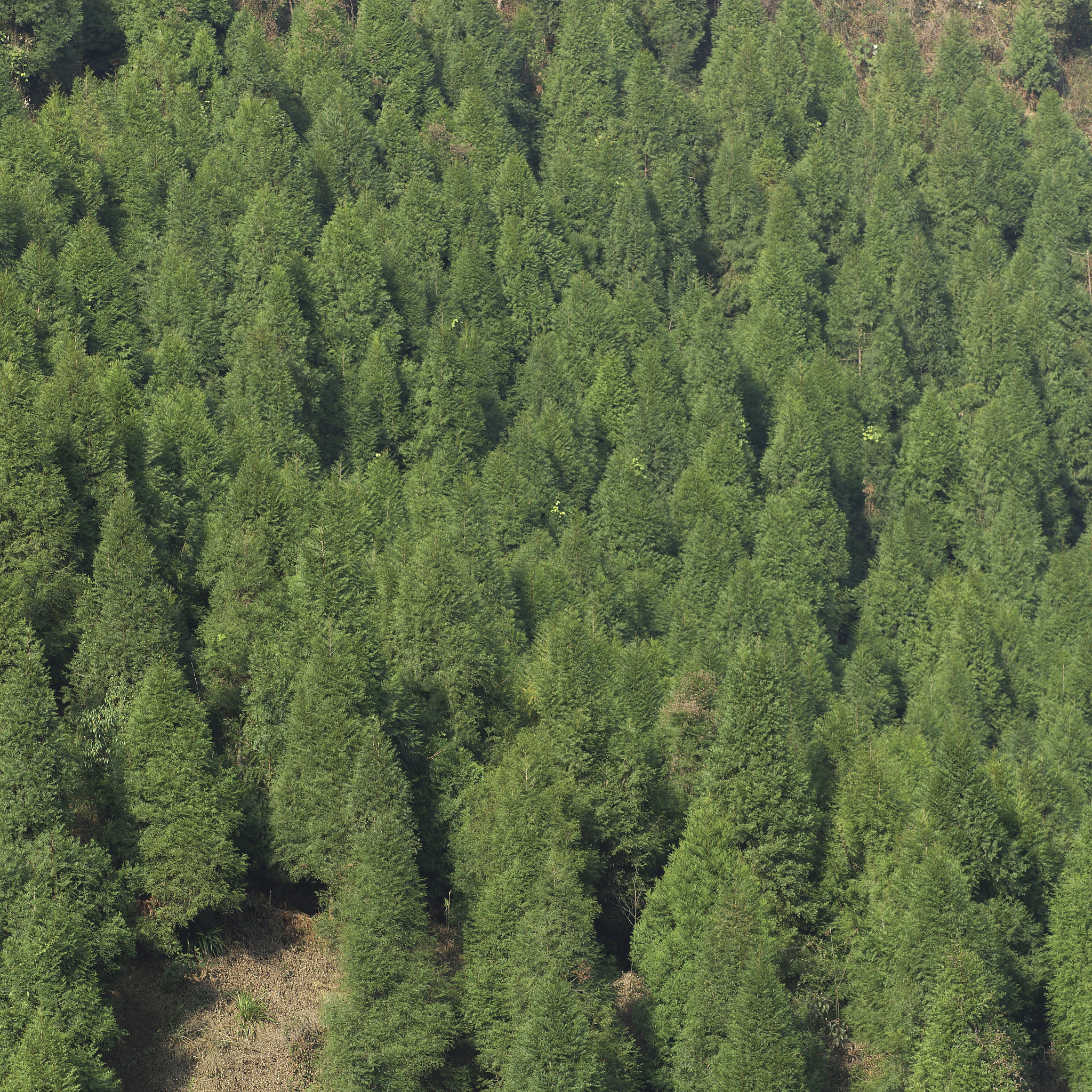 Journal of Plant Ecology 期刊范围：植物与环境、群落、物种多样性等
