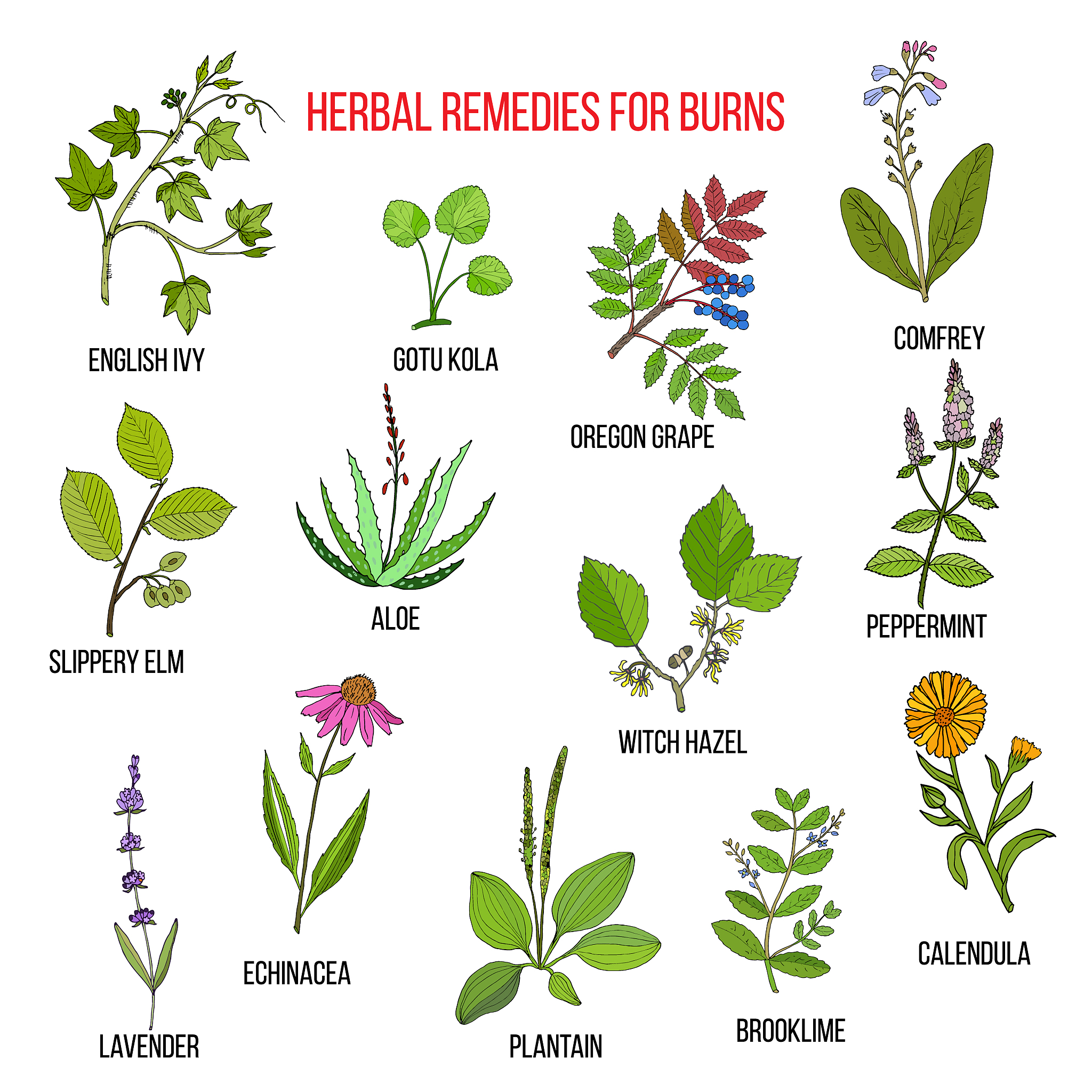 PLANTA MEDICA期刊详细简介