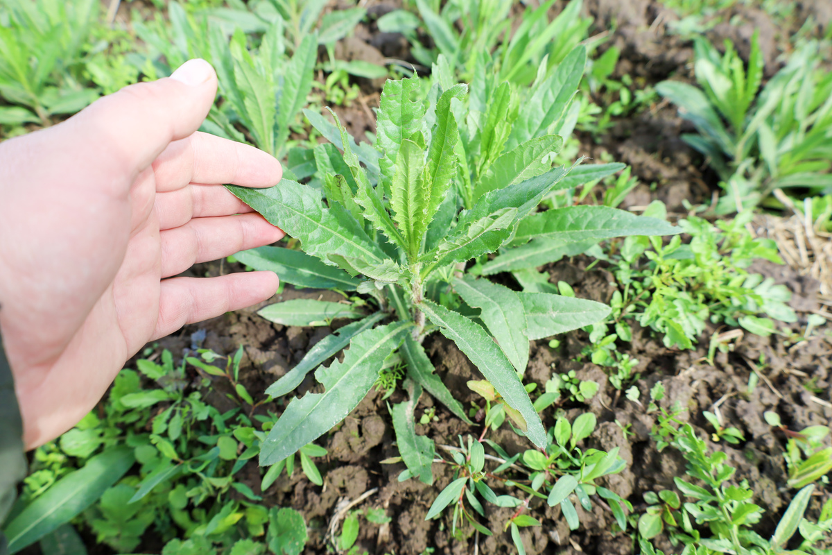 江苏灌南苦菜：缓解胃部不适的民间偏方