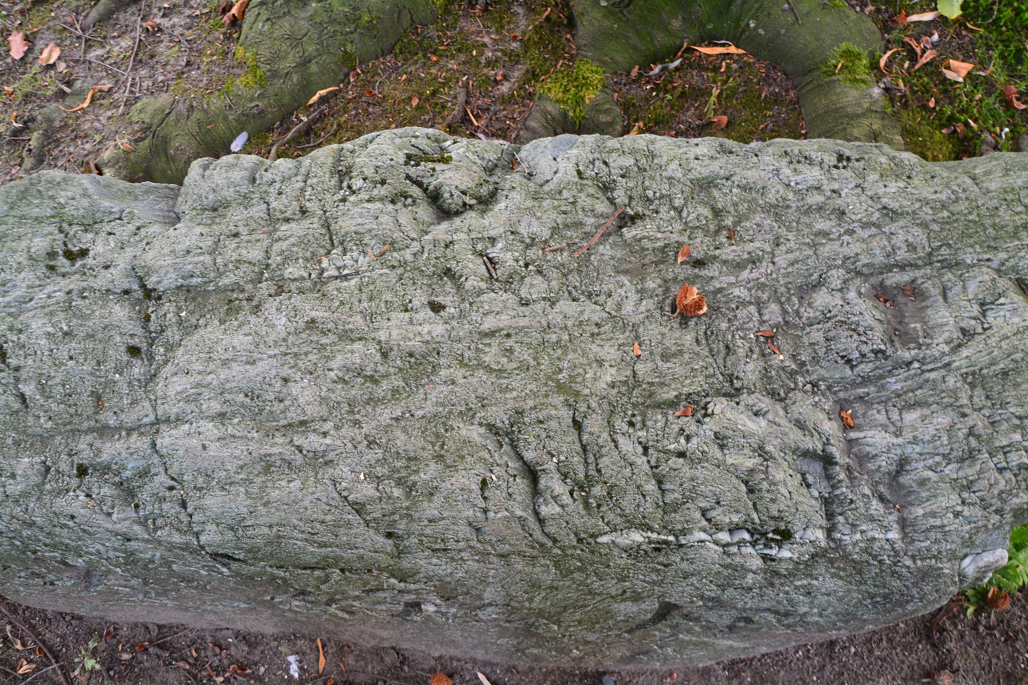 浙江守护植物活化石：从全球仅存3棵到'子孙满堂'