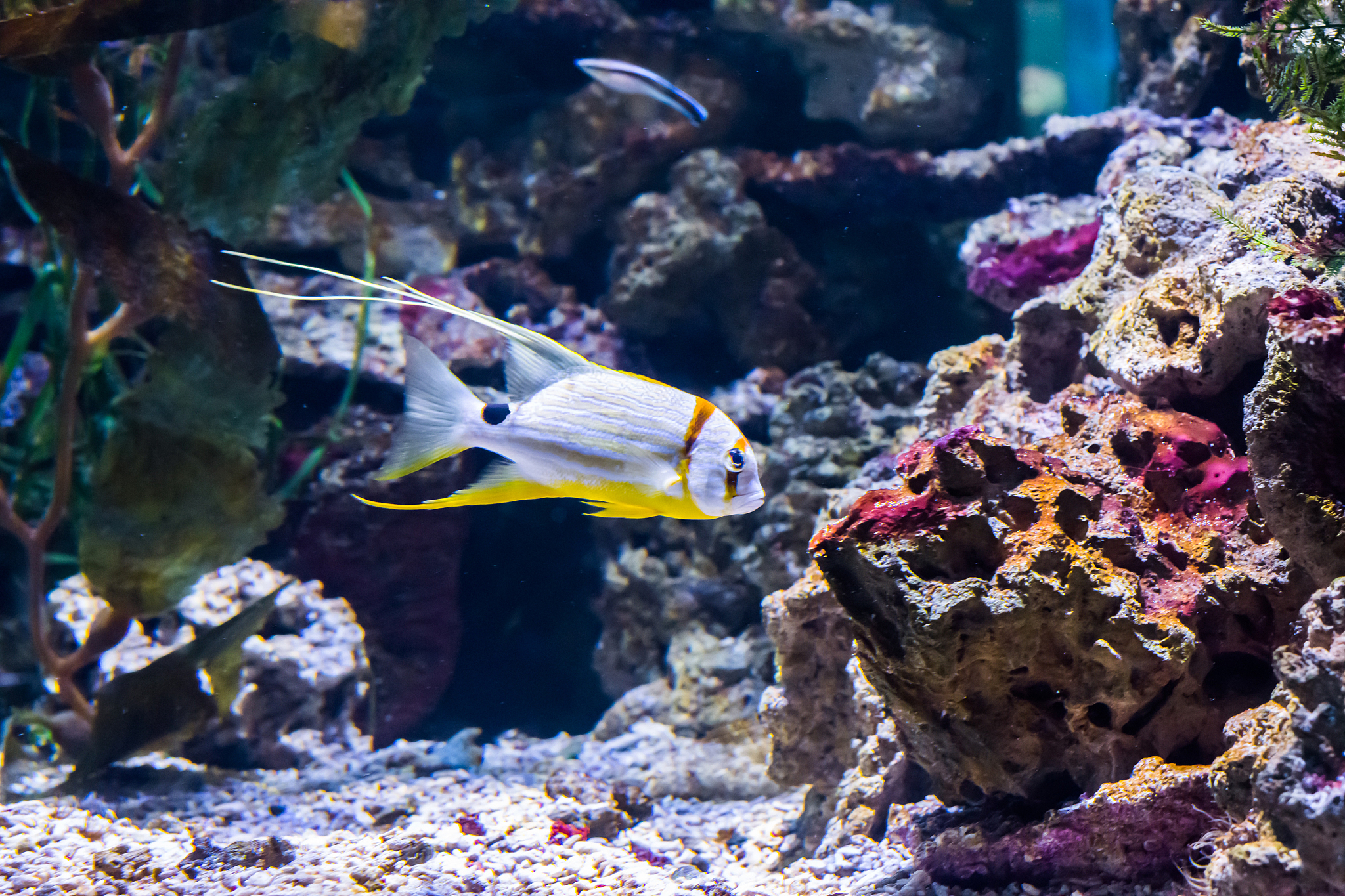 beautiful and elegant white and yellow striped tropical fish aqu