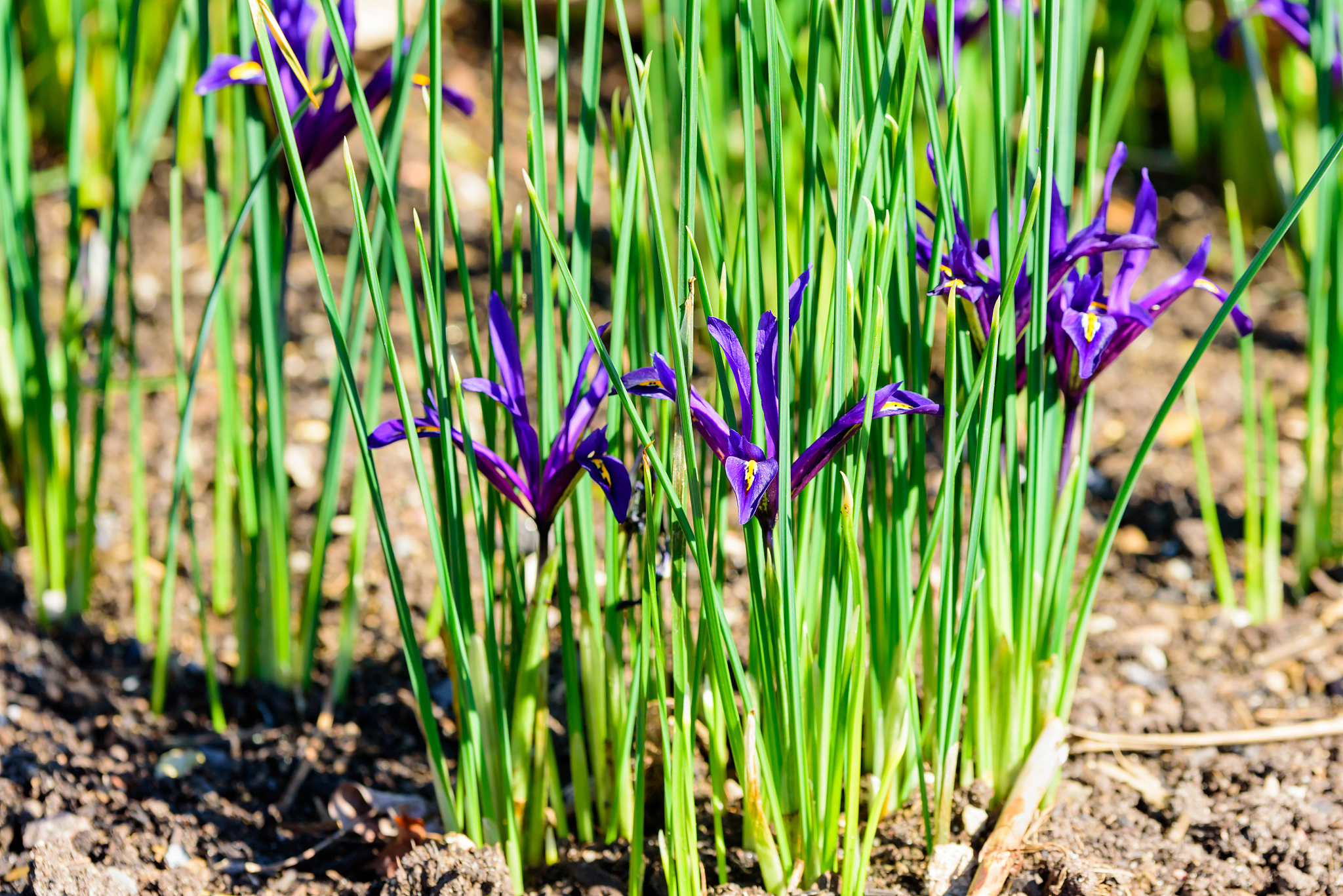 iris reticulate