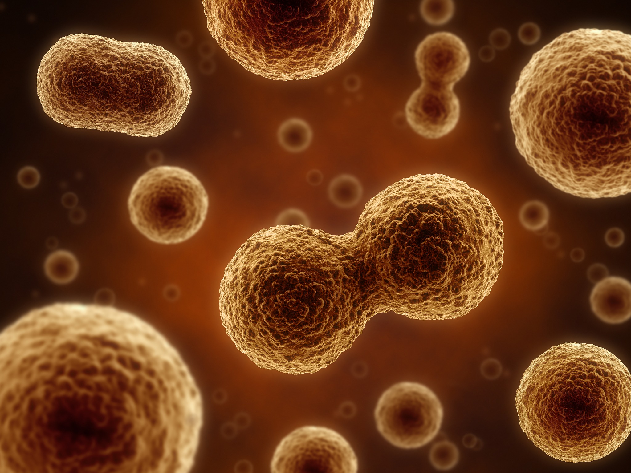 分裂期任何时期都会发生蛋白质的合成