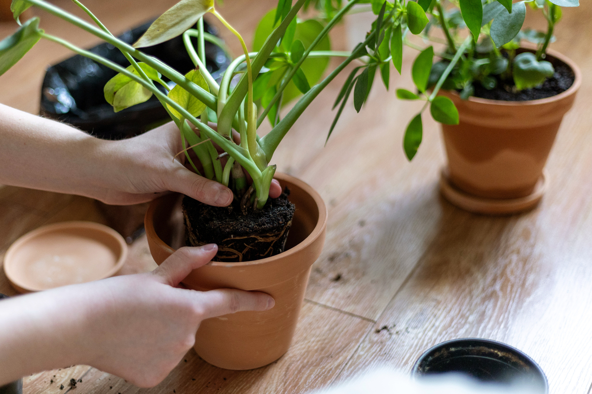 白兰花换盆掉叶子怎么办？6大原因及解决方法