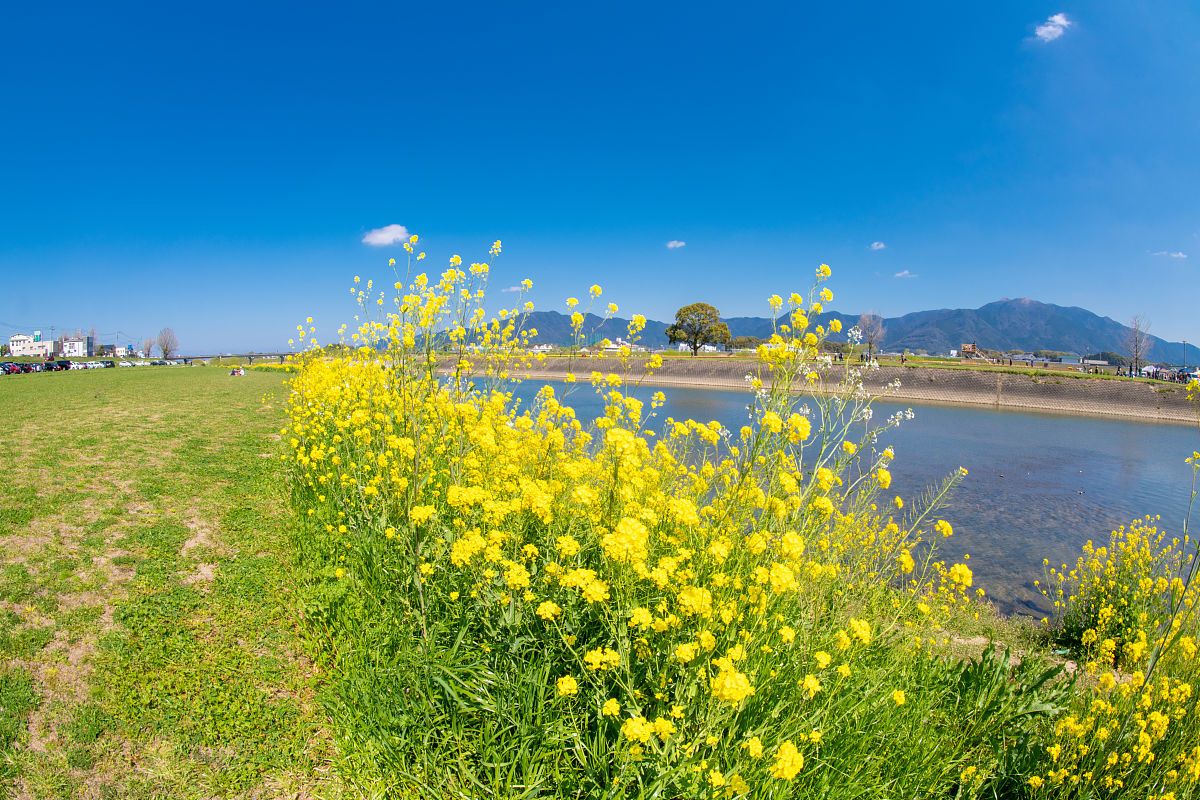 请用100字描述碧绿青山连绵蓝天白云倒映江中岸边油菜花盛开的场景