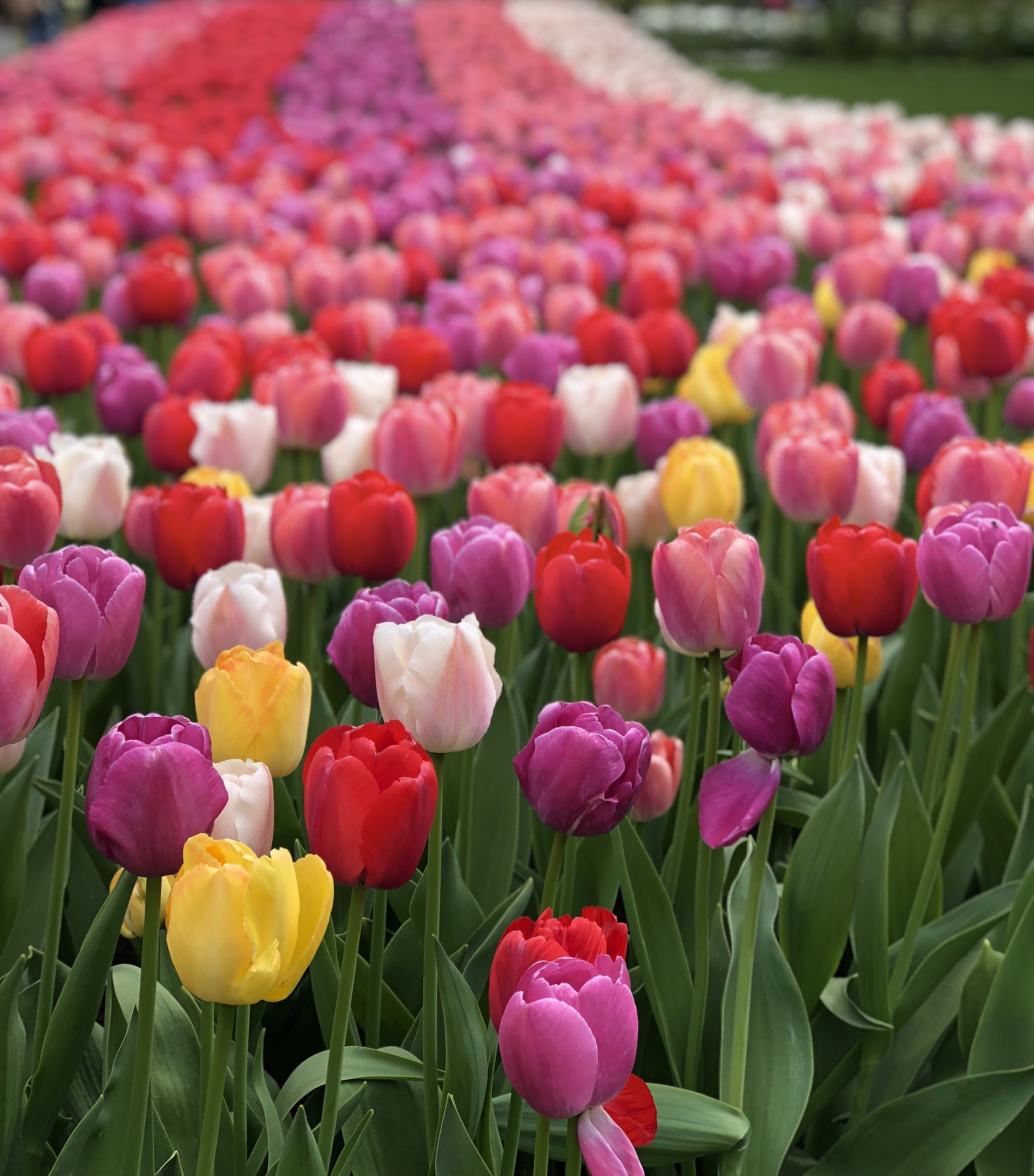 郁金香：荷兰国花，美丽花卉品种介绍