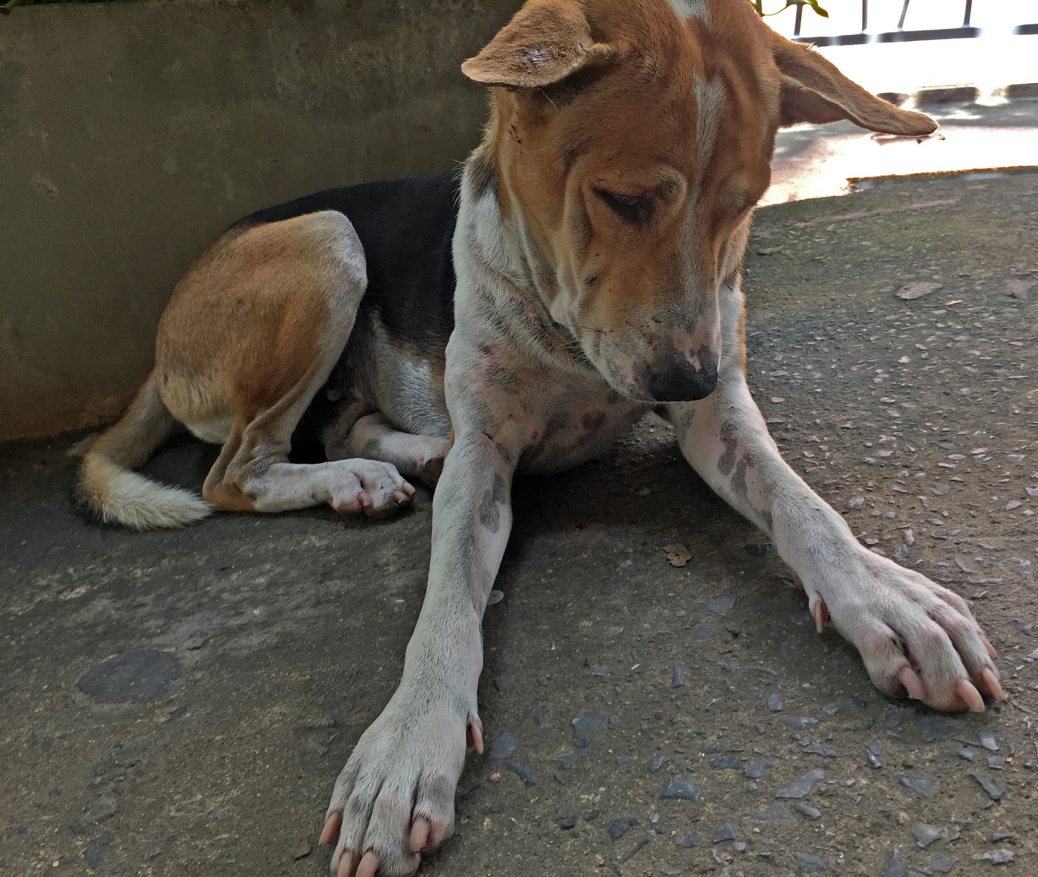 犬肌肉营养不良症检测诊断