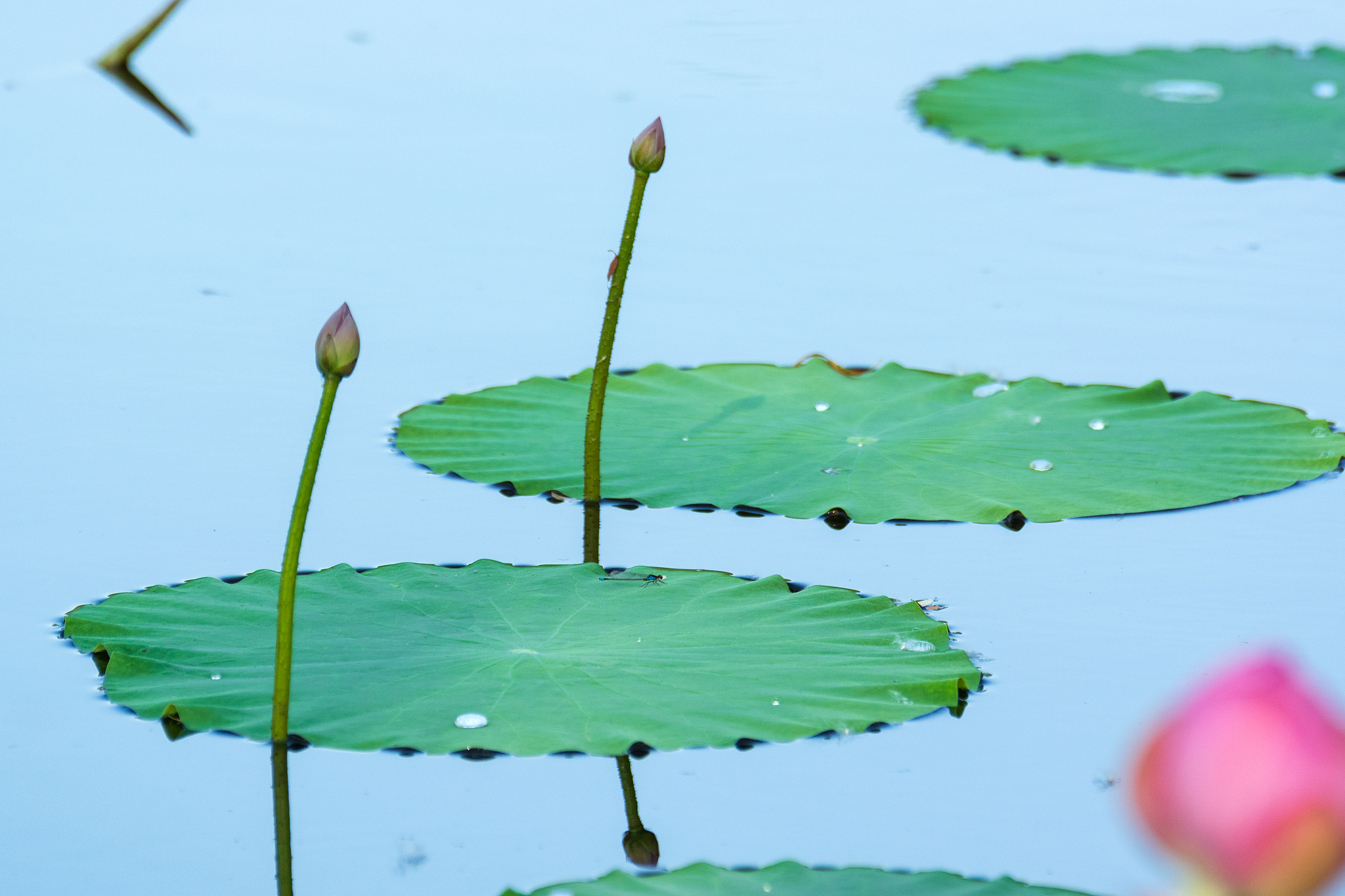 写春雨后的池塘现代诗五段每段不超过五句