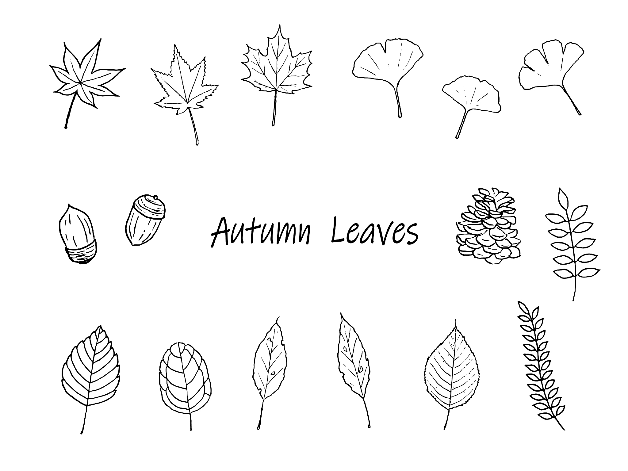 How to Draw a Realistic Colored Maple Leaf with Blurred Background: Key Terms & Tips