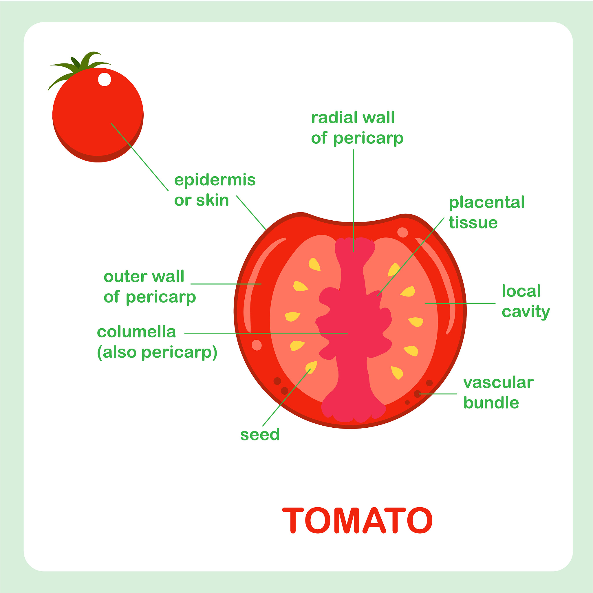 Tomato Breeding History Unveiled: Genomic Insights Reveal the Evolution of Modern Varieties