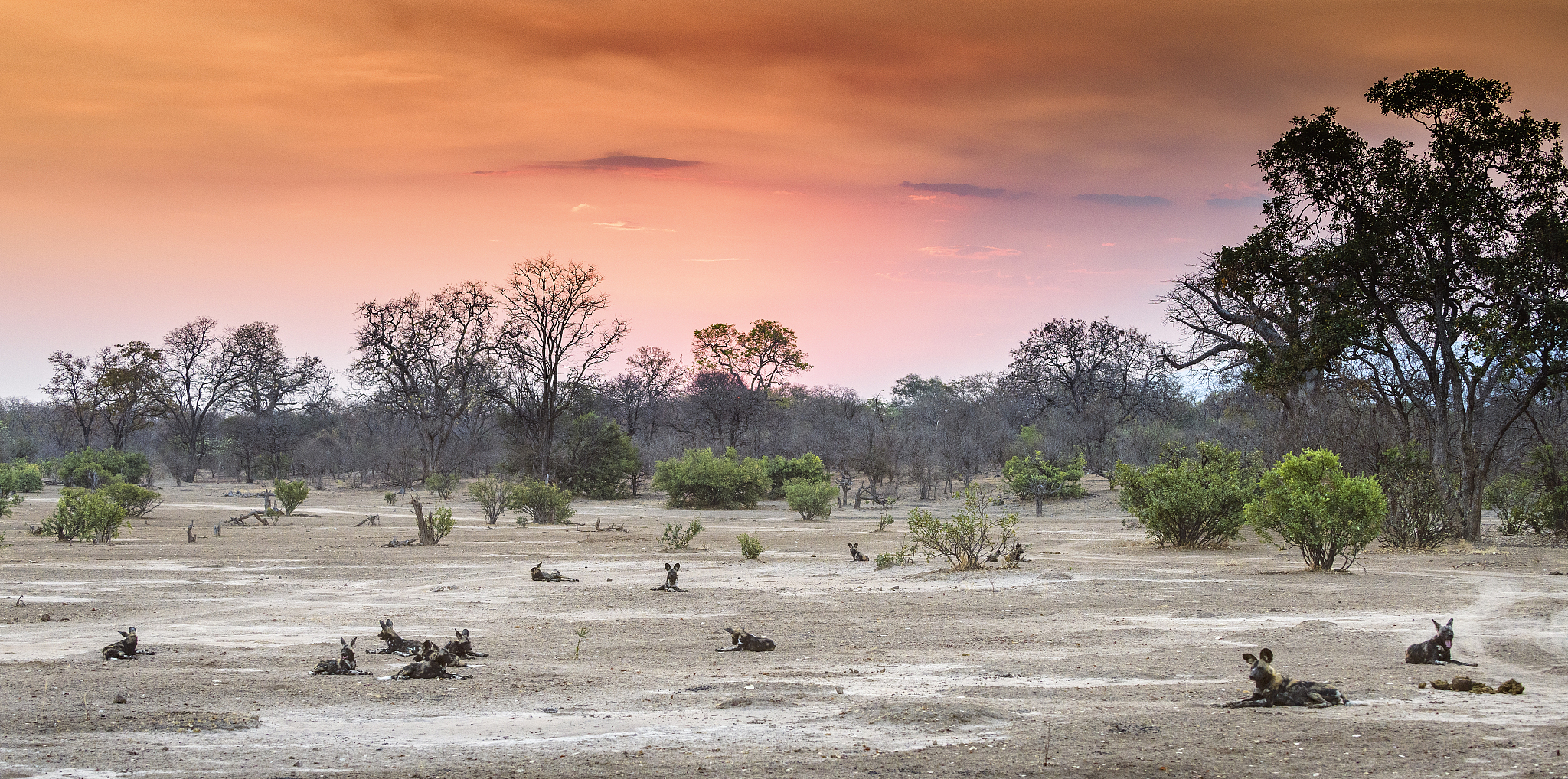 mana pools and nyakasanga pack of wild dogs at sunset