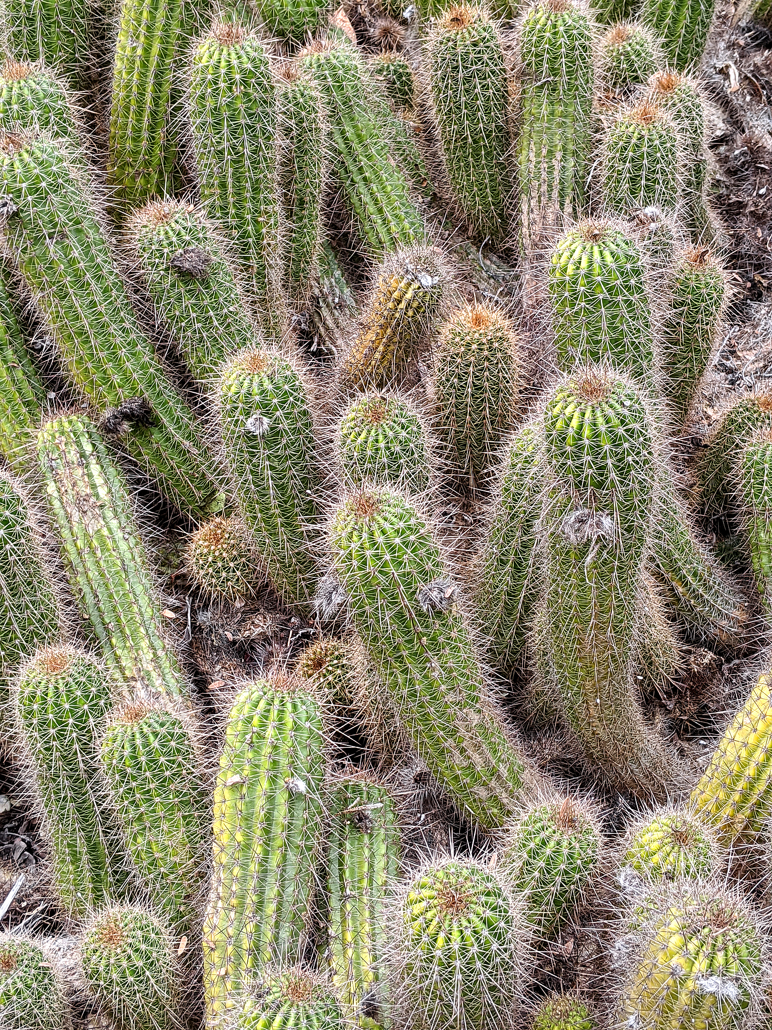 仙人球 写一篇300字小学作文