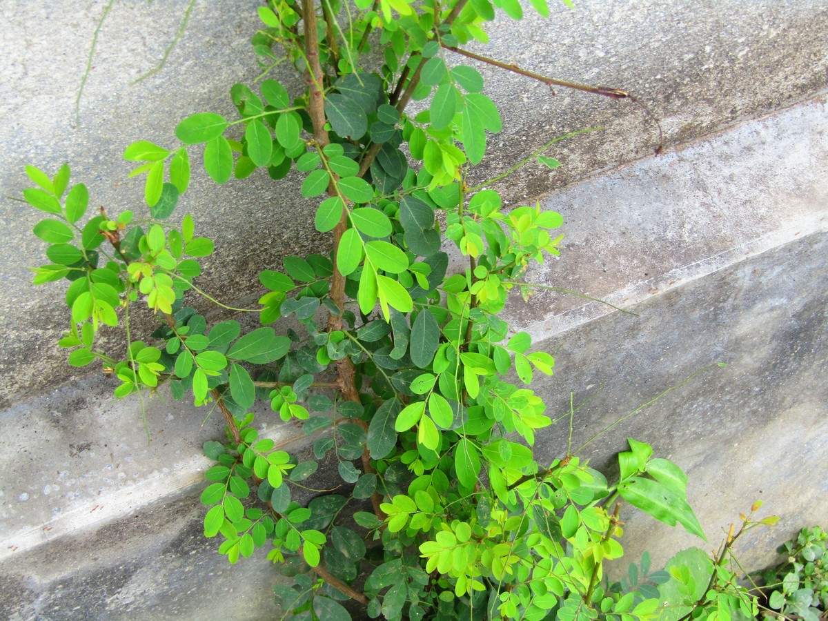 爬墙虎修剪方法：让你的爬墙虎更加茂盛美观