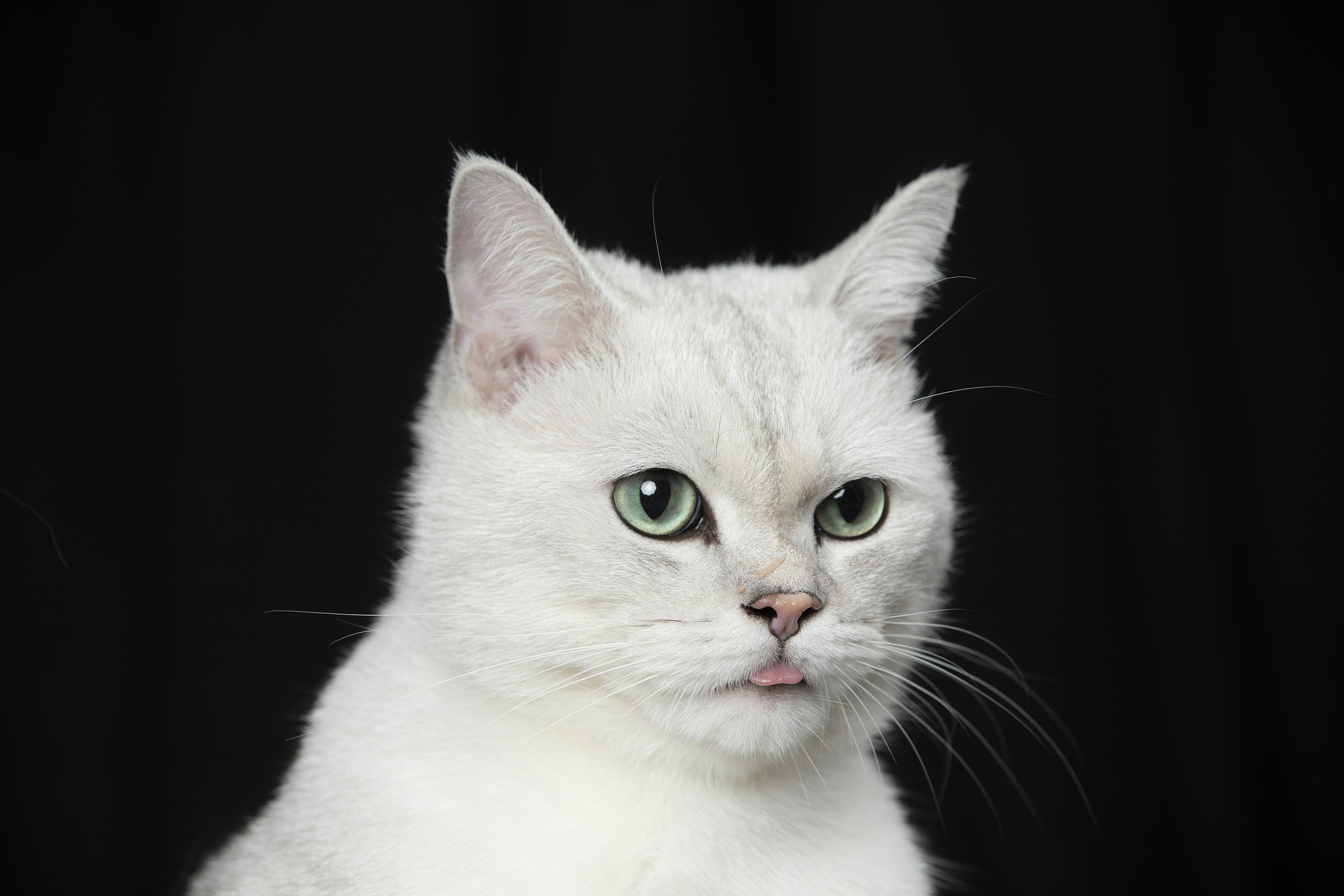 猫咪毛色大揭秘！你家猫主子是什么性格？