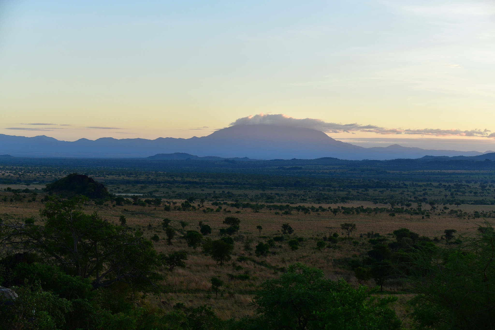 sunrise in the savannah