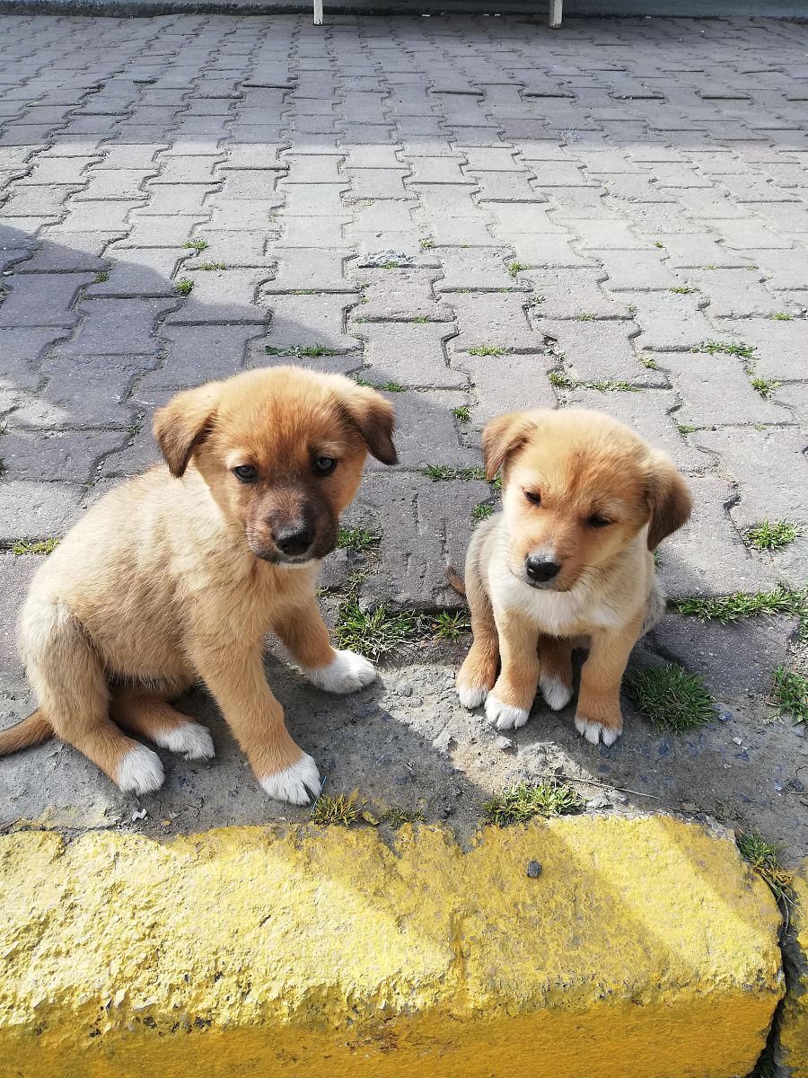 小狗是怎么叫的