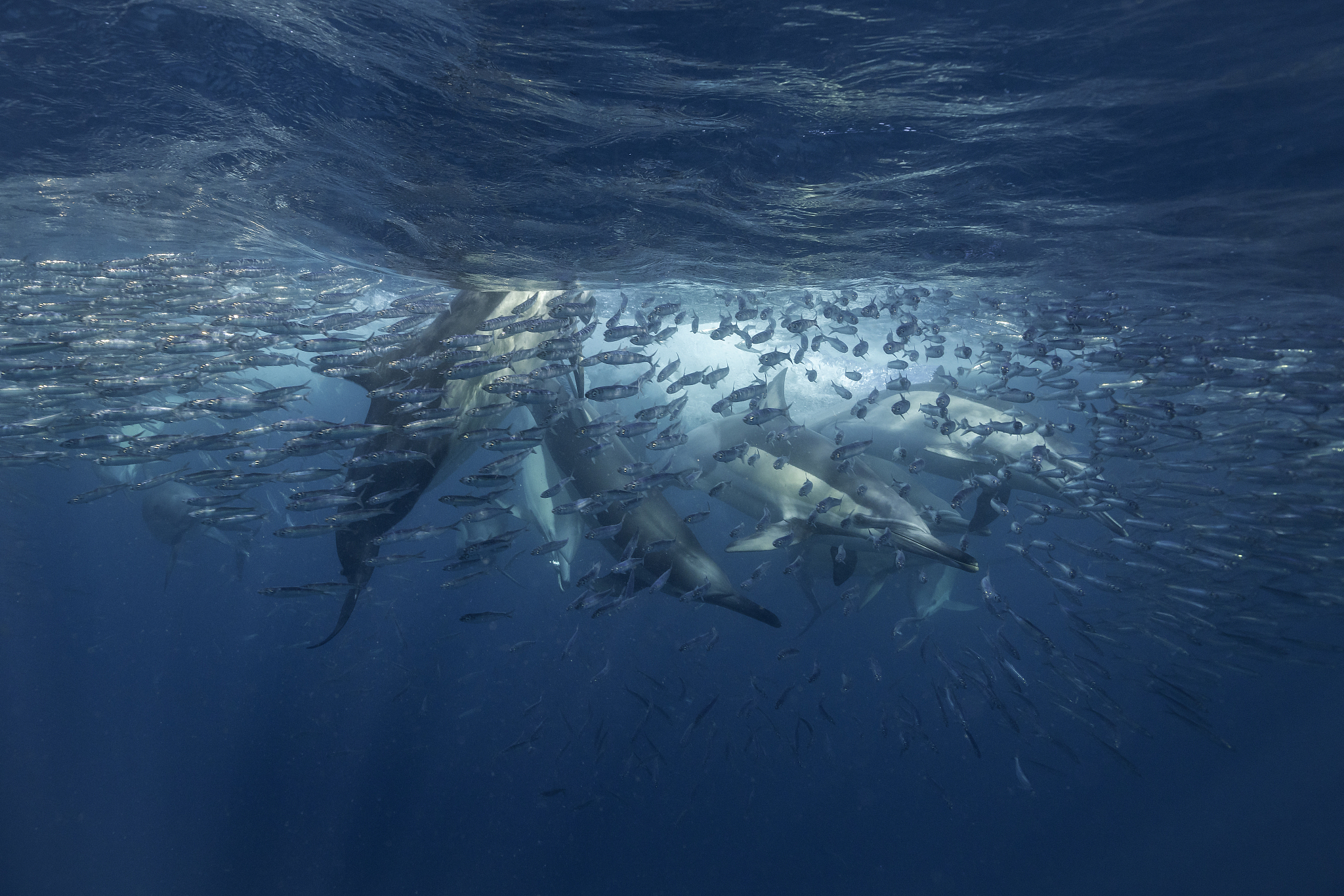 a pod of common dolphins attack a sardine bait ball during the s