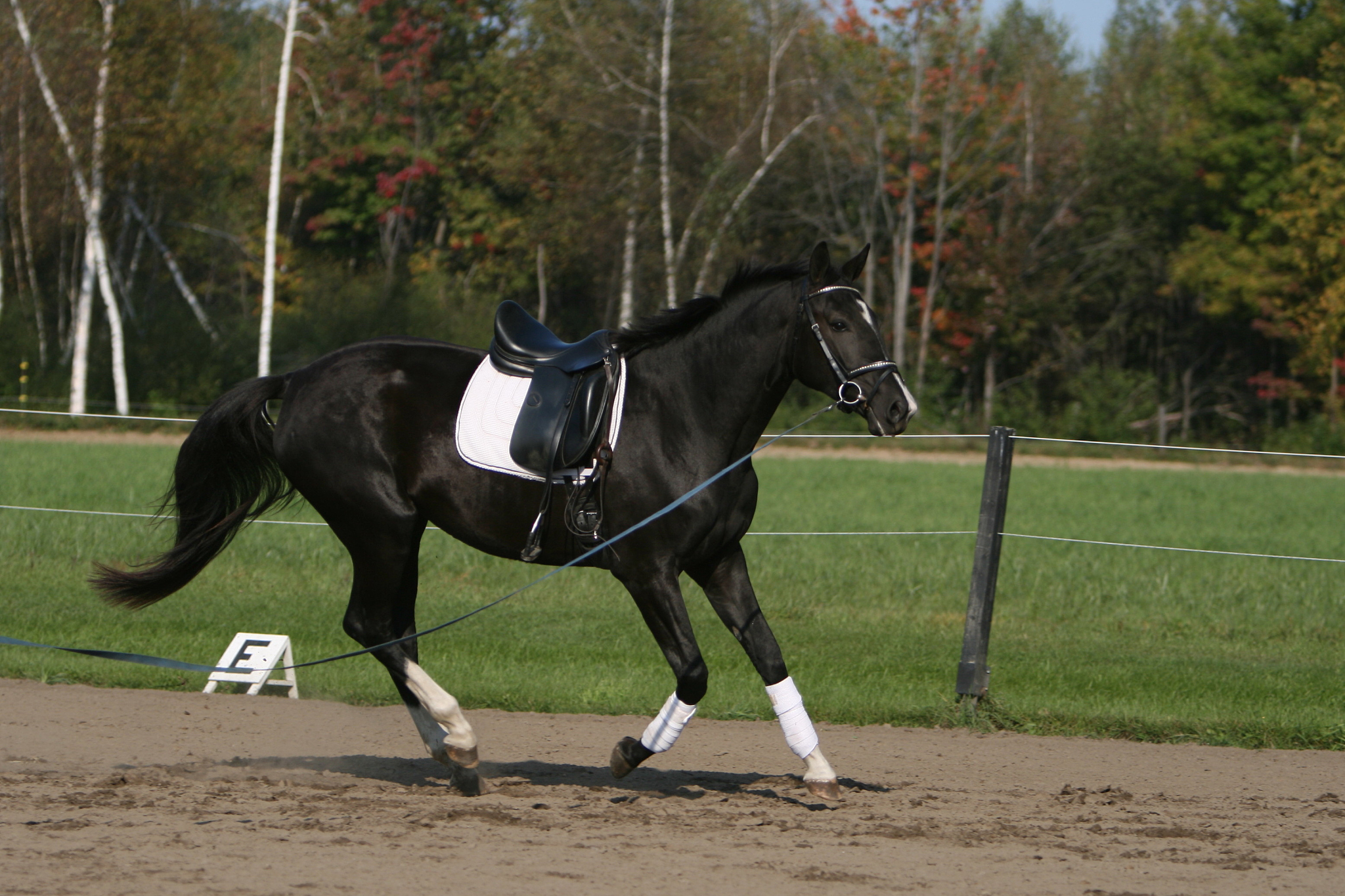 black horse on the longe line..