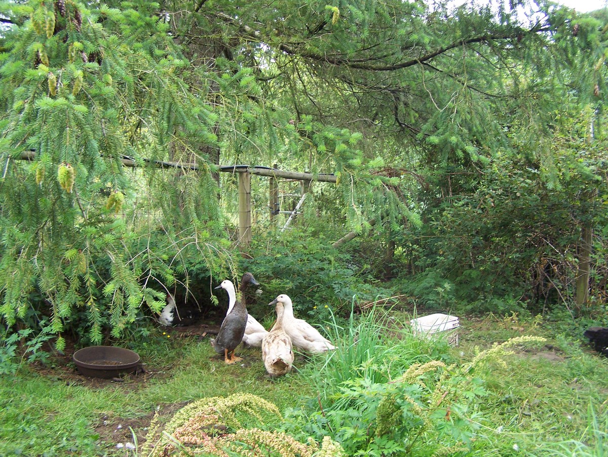 英山村特色产业：100亩梨树园、30亩鱼塘、养鸭大鹏、羊角蜜甜瓜