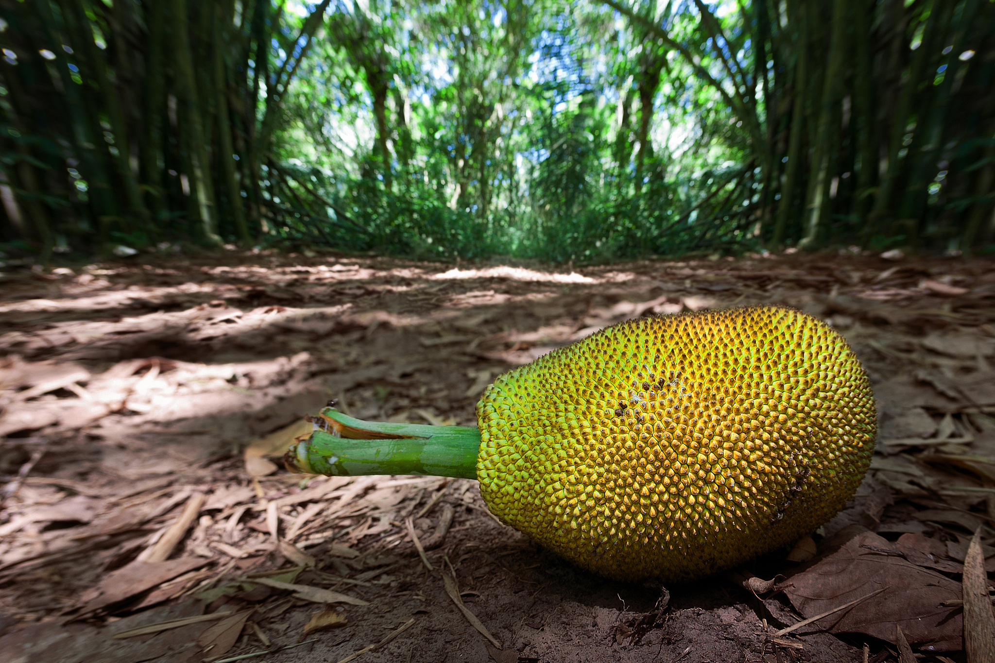 波罗蜜的热量高吗