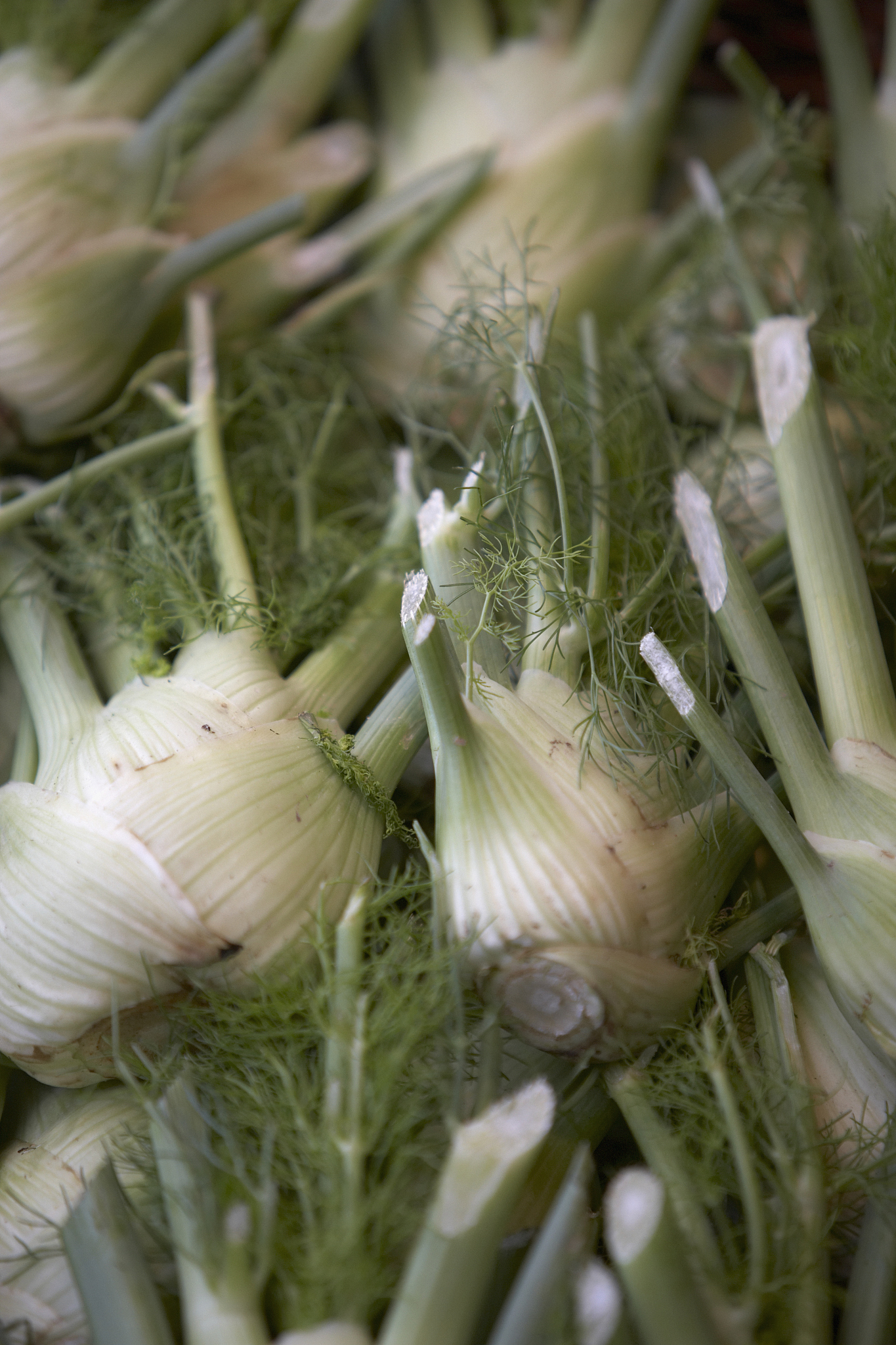 fennel bulbs