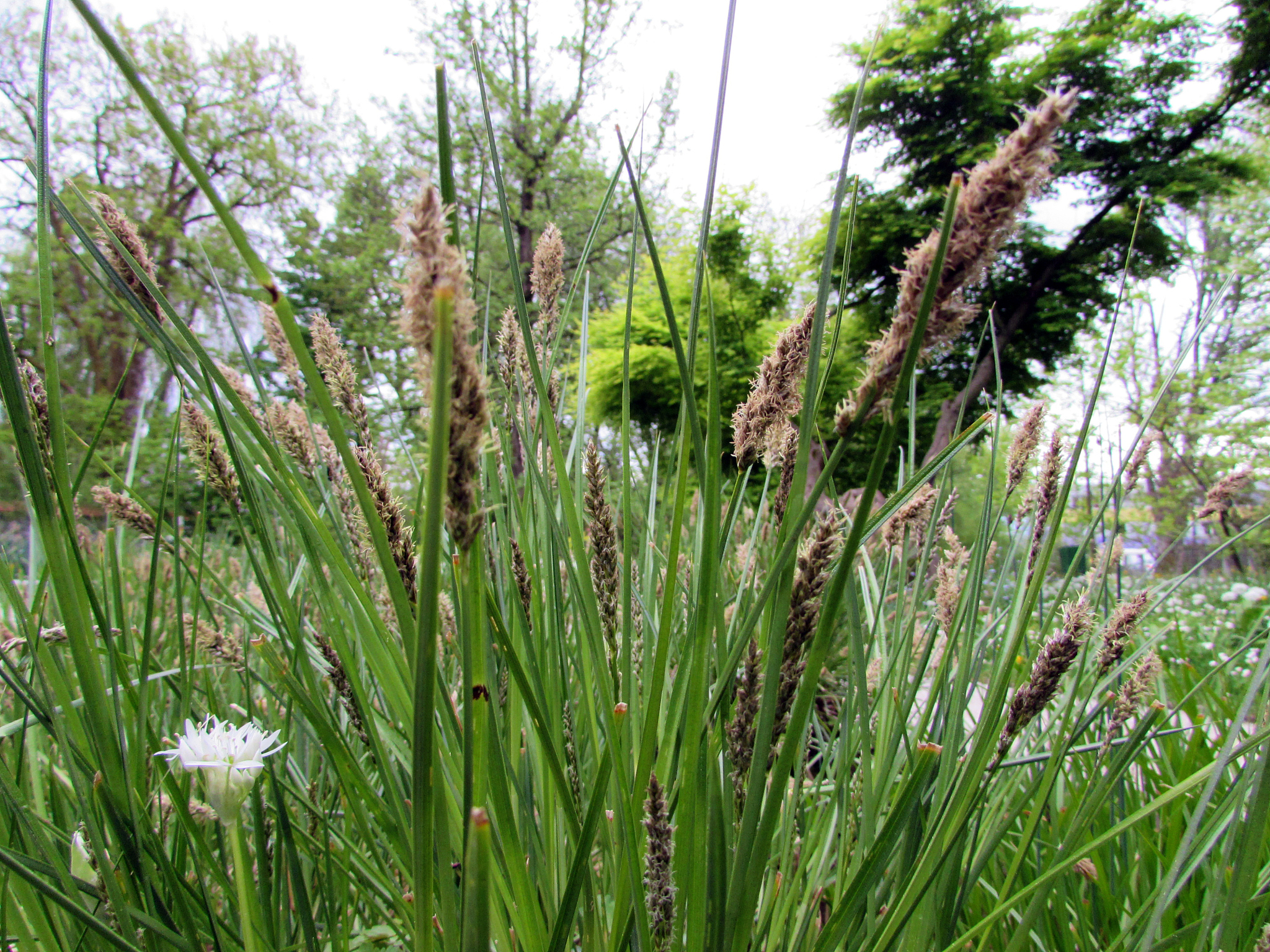 carex paniculata