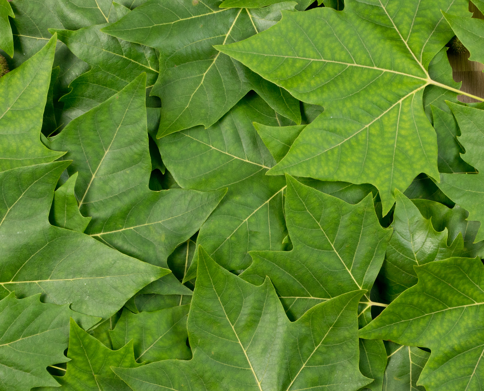 green lush natural background of tree leaves