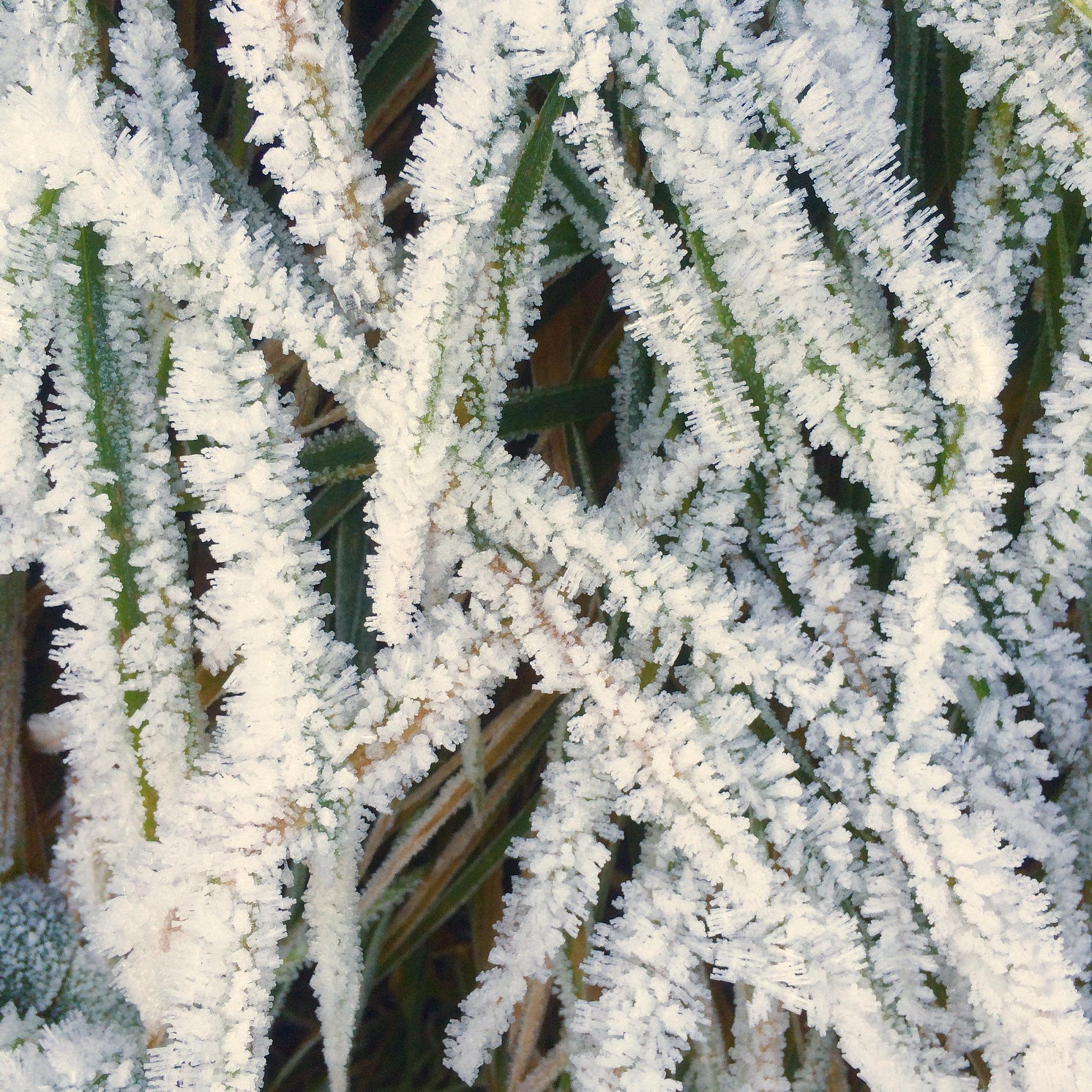 Spring Frost Events and Crop Yield Loss: Unraveling a Complex Relationship