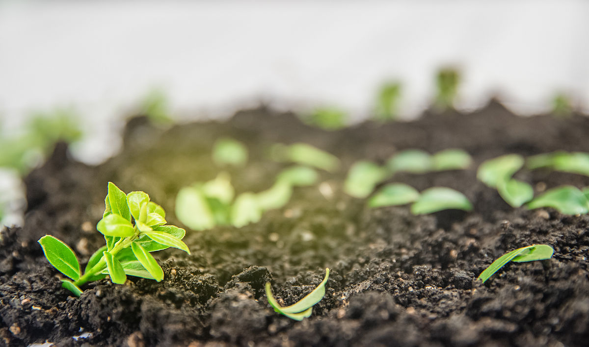 盐城生物工程高职园艺技术专业怎么样？就业前景、课程设置及优劣分析