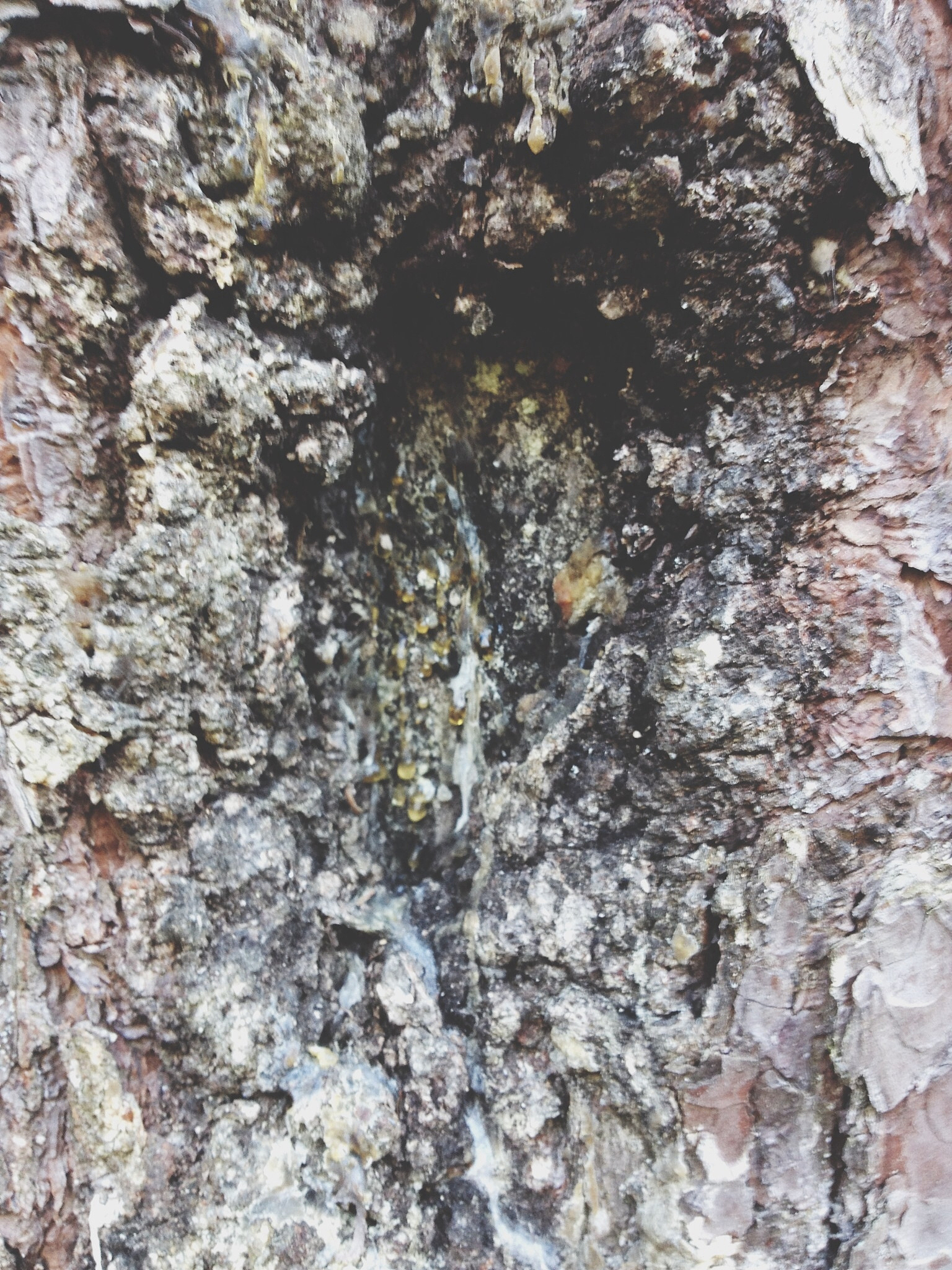 full frame shot of tree trunk with rosin on it