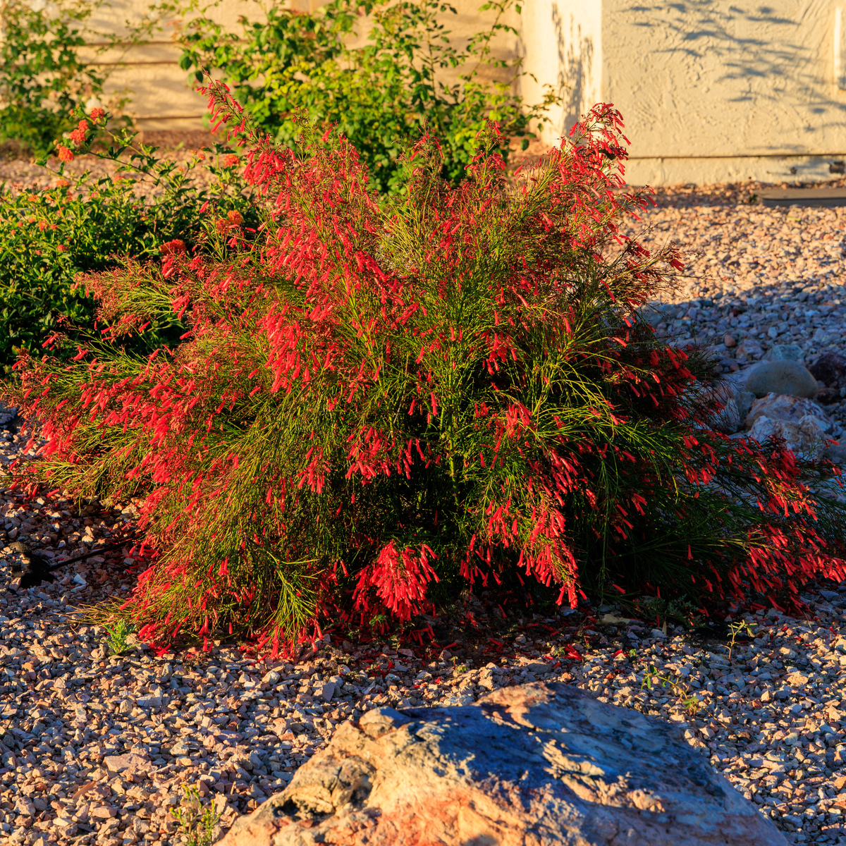 串红花种植方法：详细步骤及注意事项