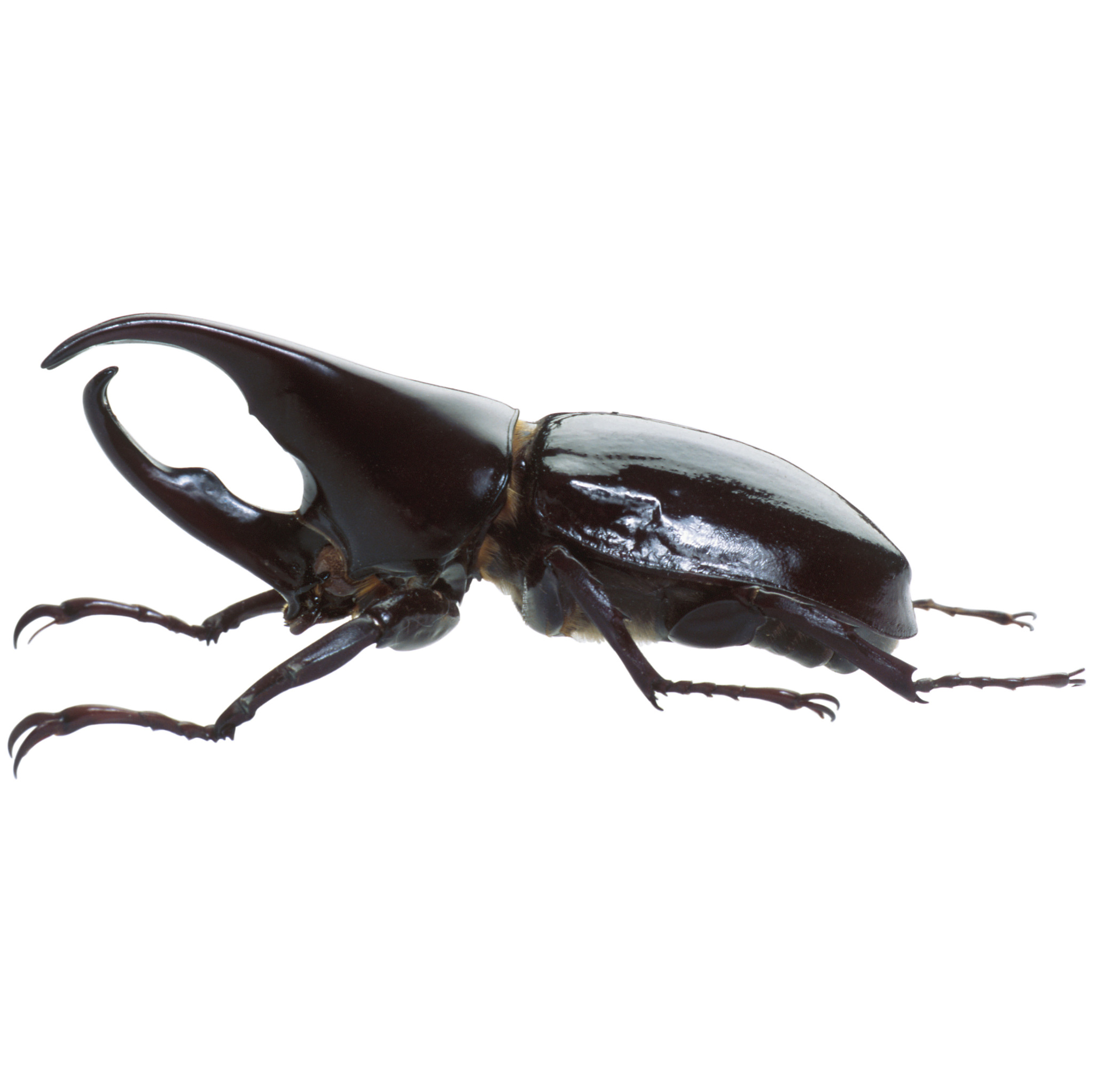 翻译male 1st and 2nd abdominal tergites dorsal view;