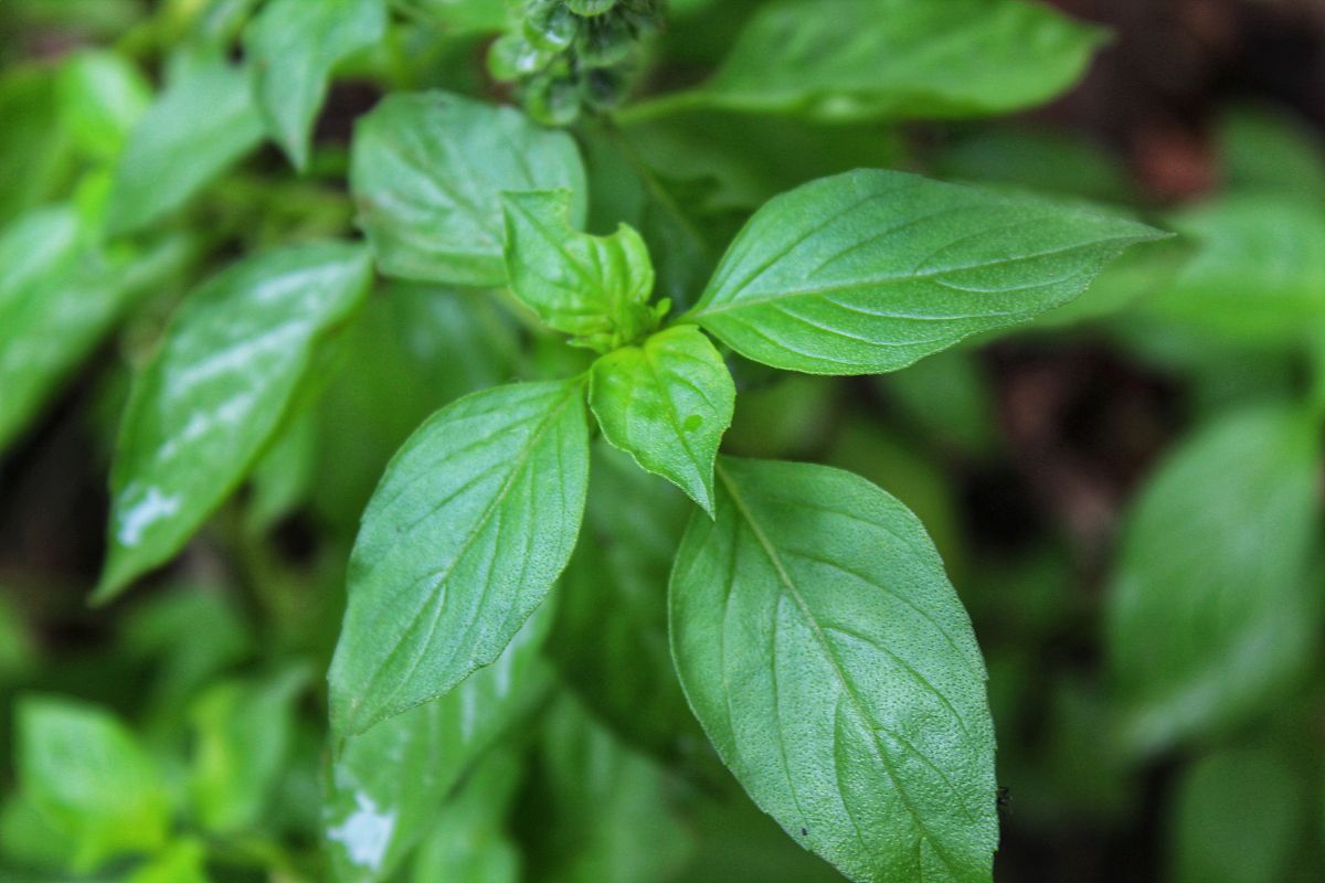 百年牛栏山36度百年牛栏山推销文案