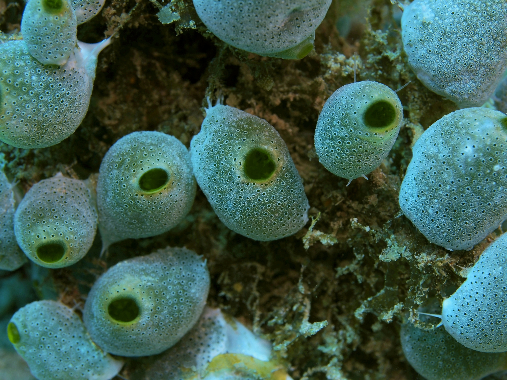 Dual-Functional Photo(electro)catalytic Systems for Sustainable Wastewater Treatment and Energy Production: Opportunities and Challenges