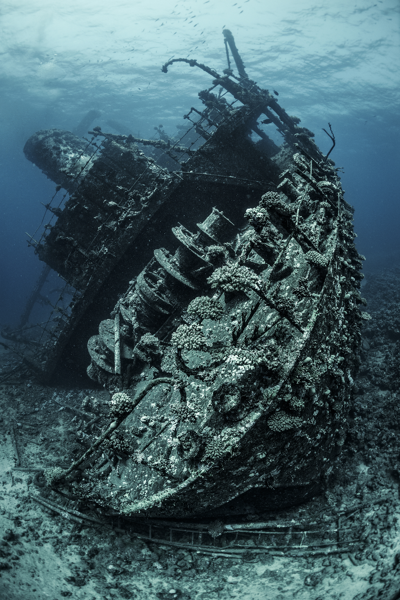 underwater photo of a large rusted shipwreck completely overgrow