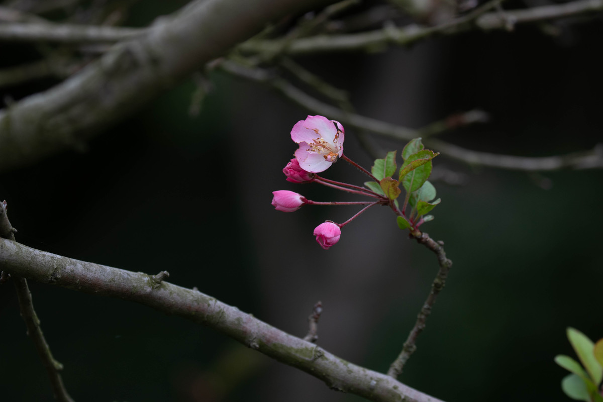 春辉永绽的含义：寓意生命力和希望 | 300字深度解读