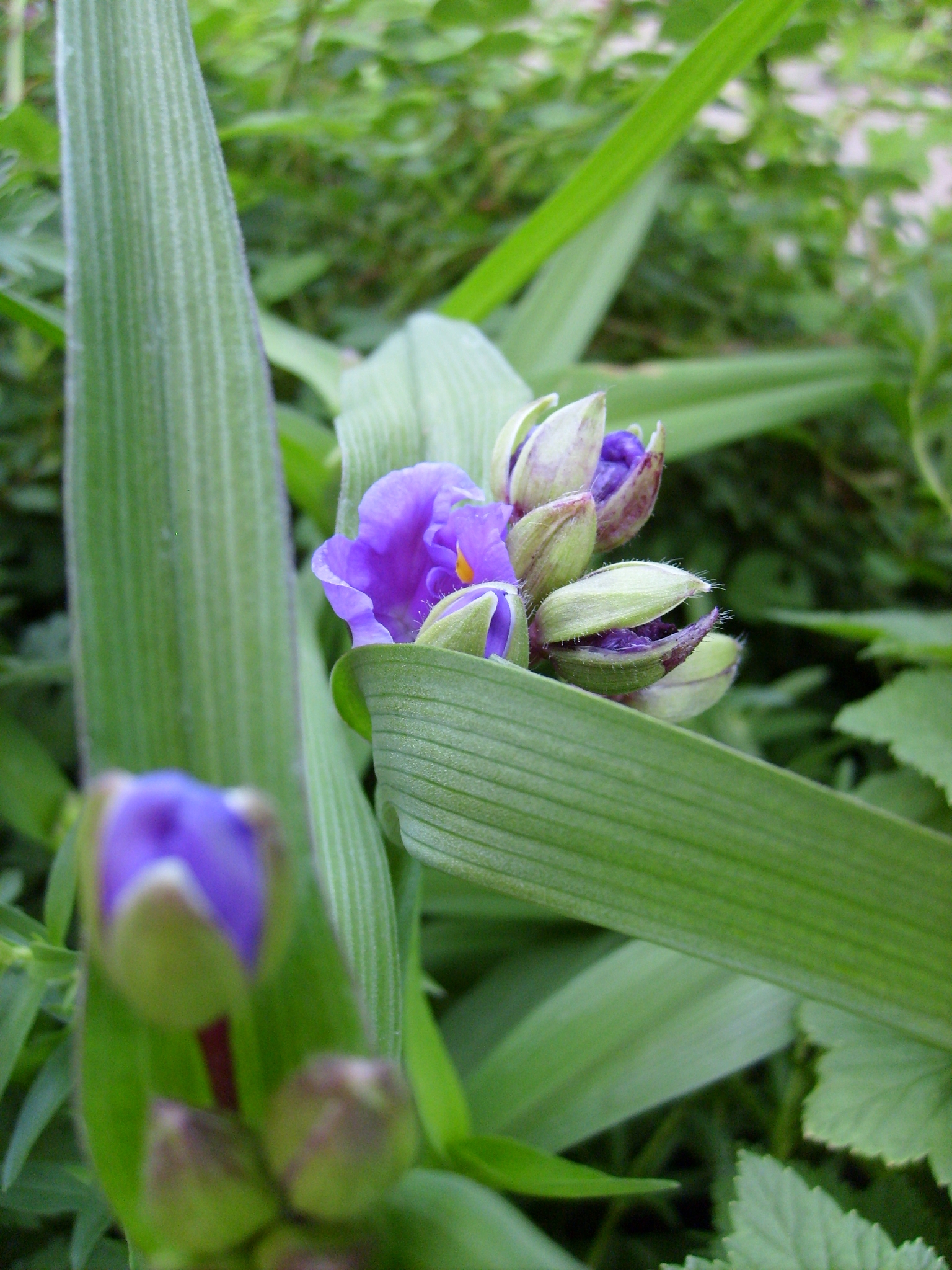 a wide variety of flowering plants