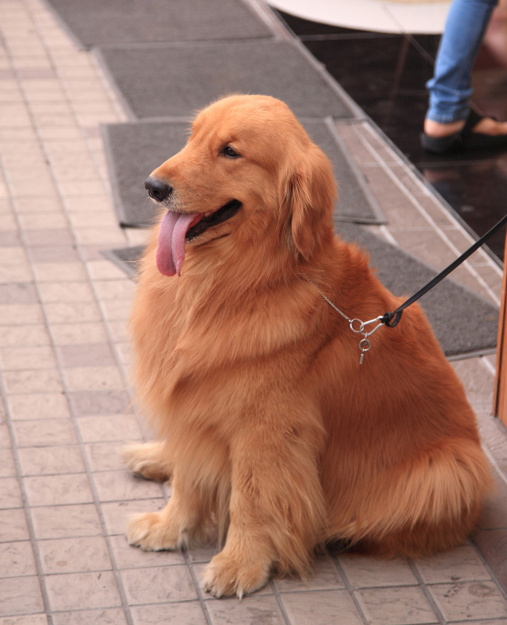 公金毛犬名字大全霸气十足 - 超全200个精选！