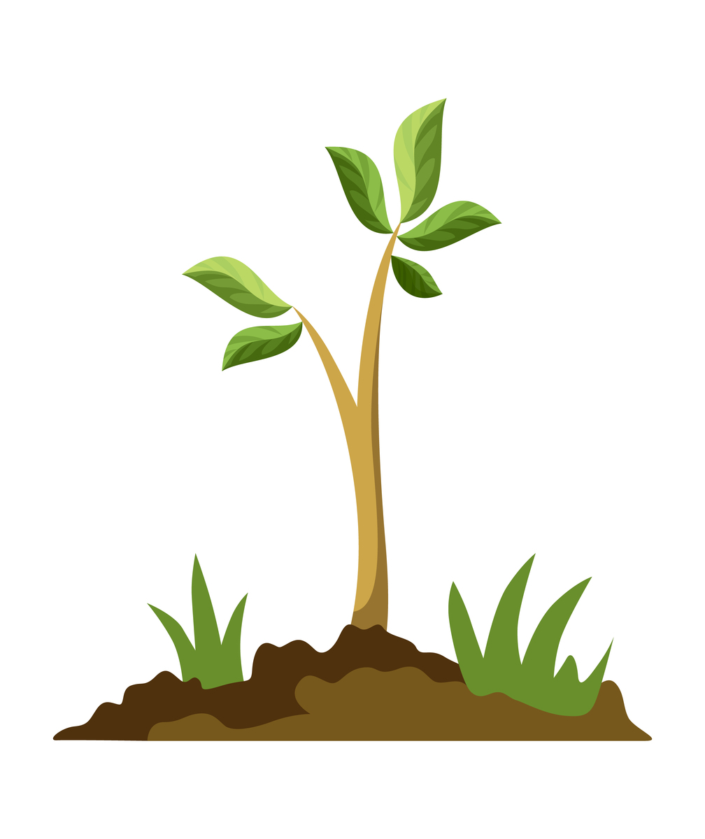 园林植物生长周期详解：从播种到休眠 - 全面解析植物生长阶段