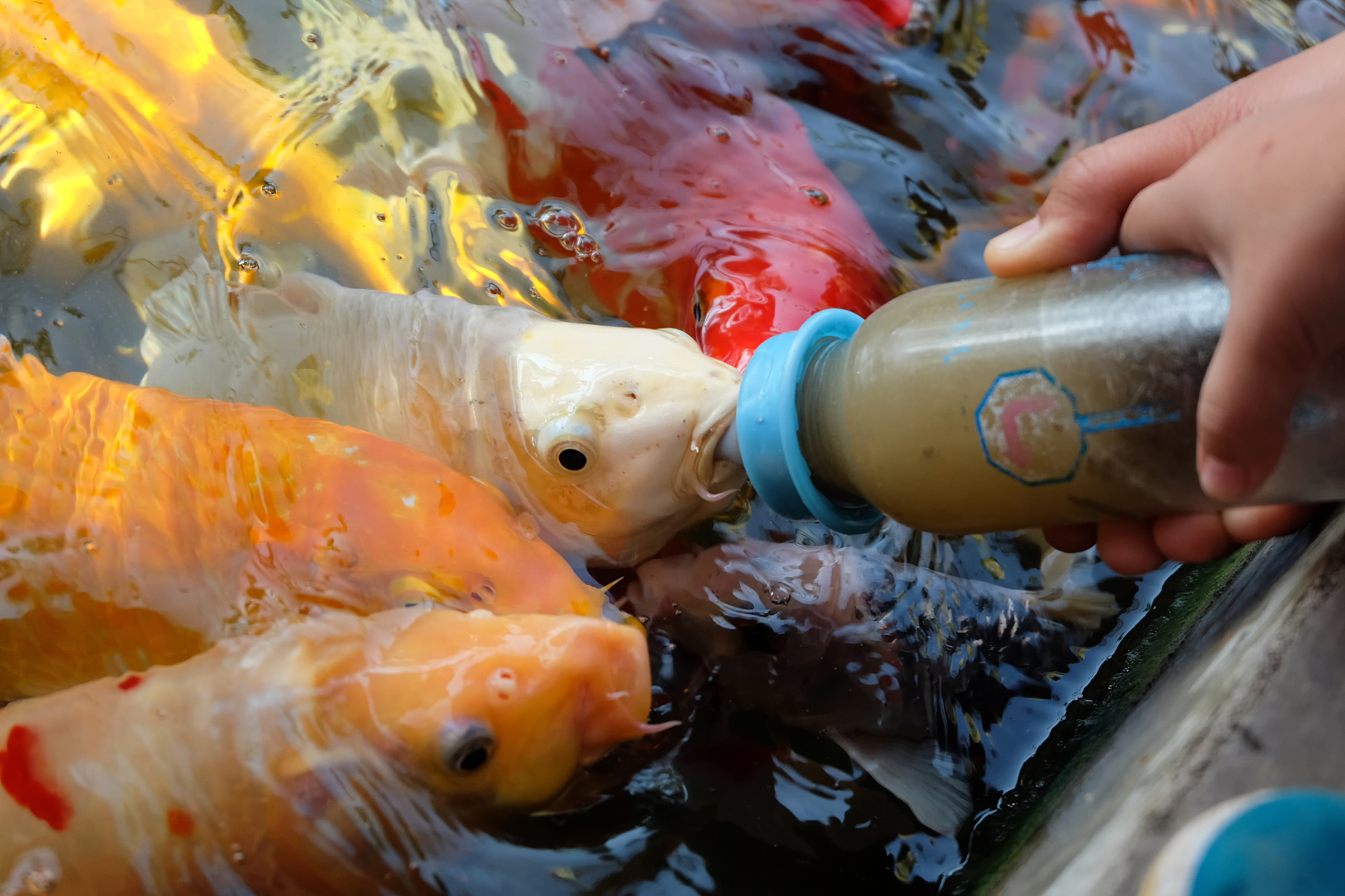 锦鲤什么时候可以打催产针