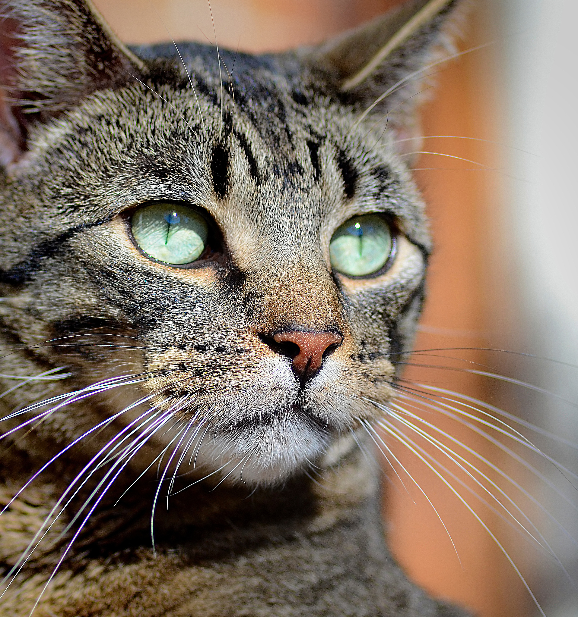 黔西南民族职业技术学院宠物医疗技术专业课程设置及就业前景