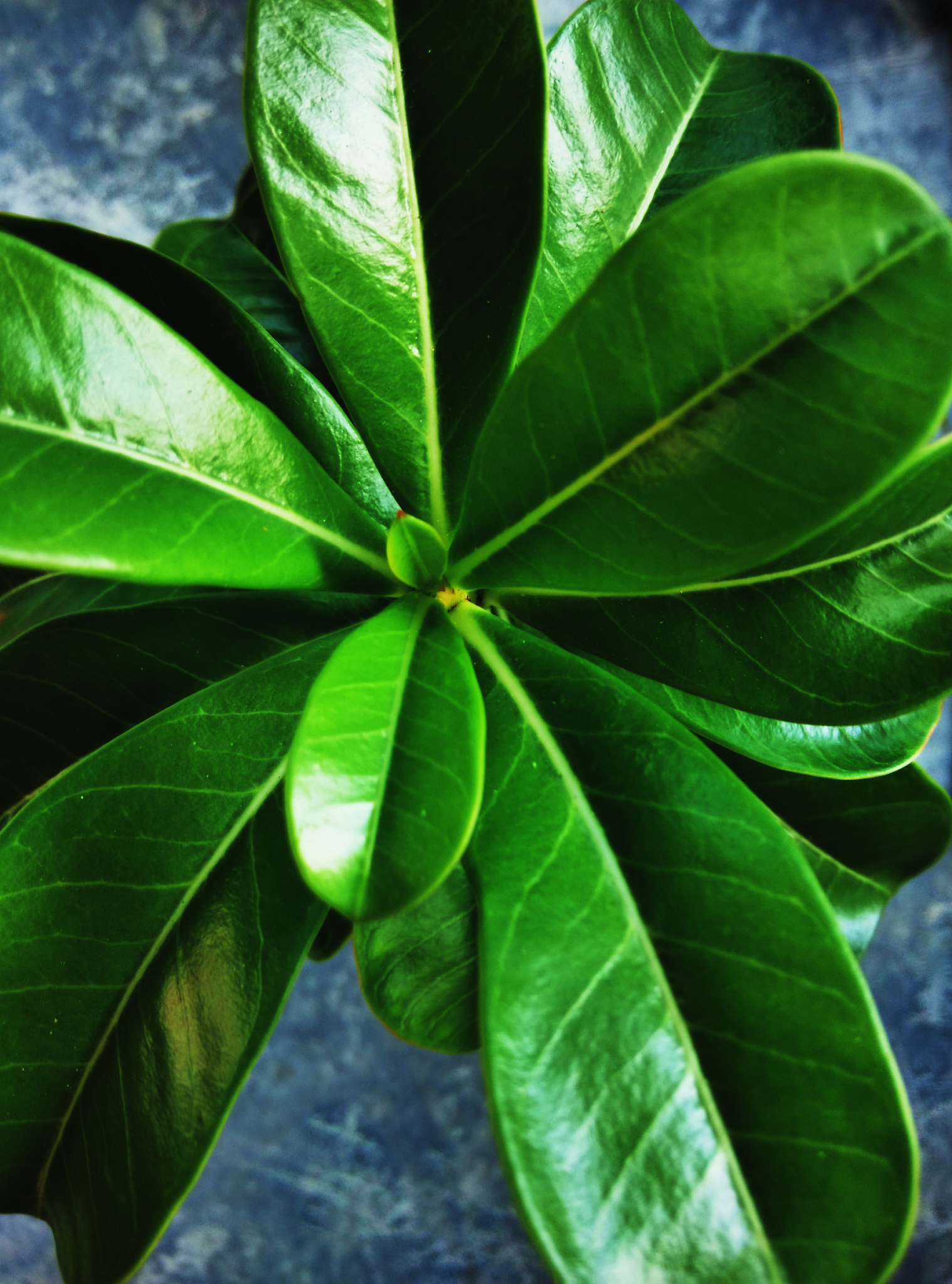 green is calming.