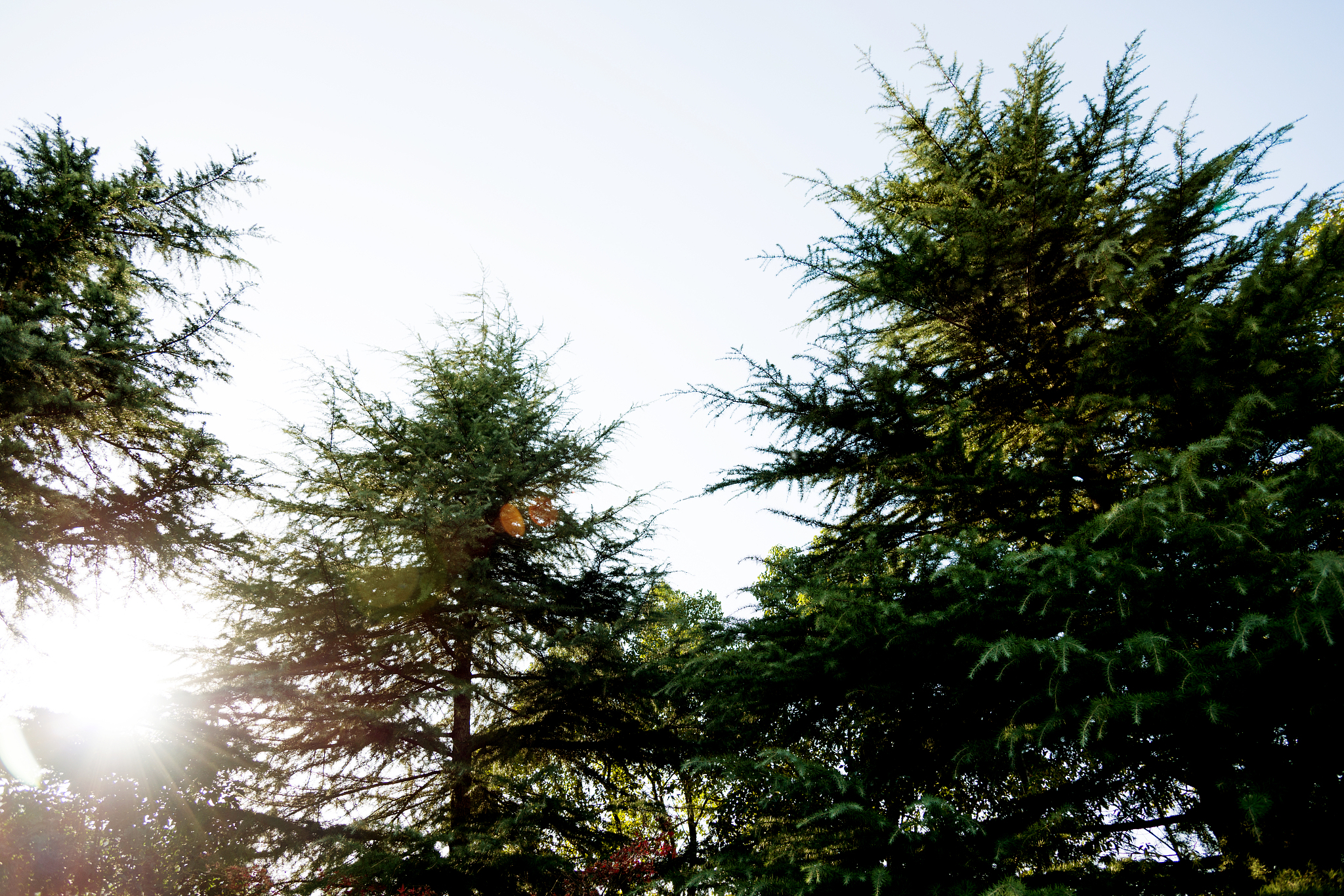 pine trees