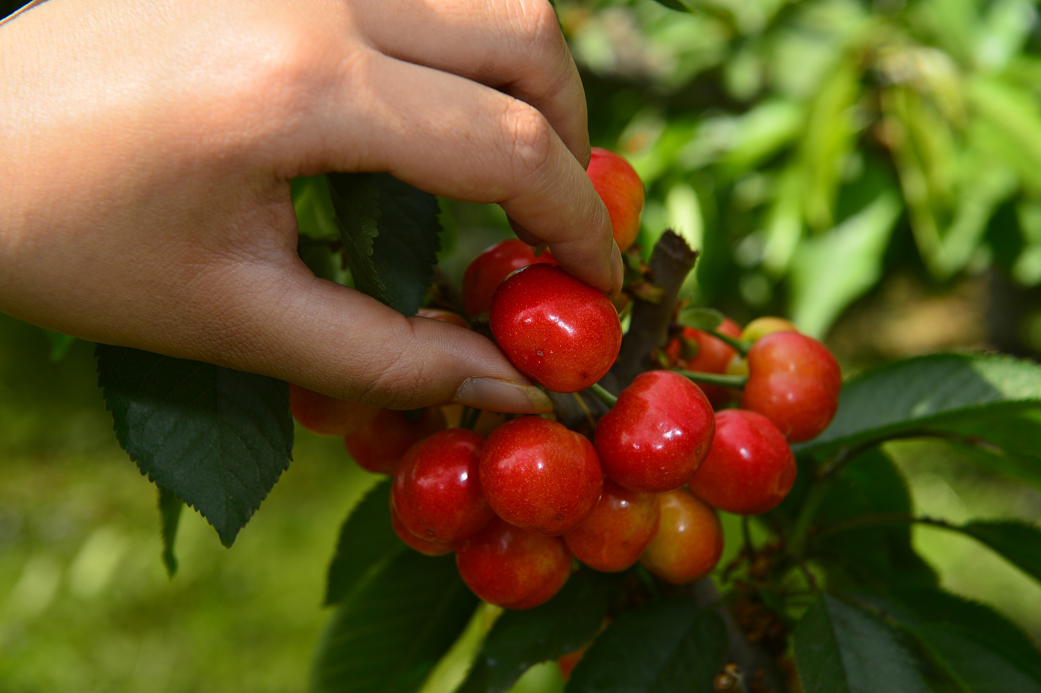 the ripe cherries are on the tree